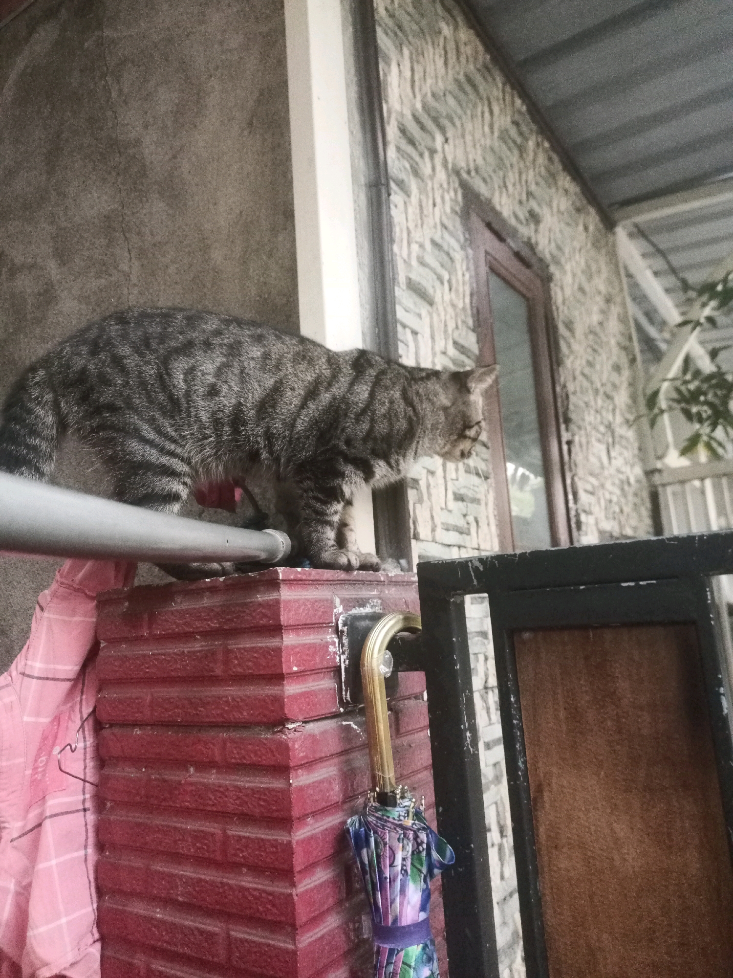 In Mlaten, Indonesia, a tabby cat is perched on a red brick pillar. The cat faces to the right, with its body turned slightly. A silver pipe runs horizontally across the image, in front of the cat. To the left of the pillar, a pink plaid garment is draped, possibly a shirt or blanket. Below the pillar, an umbrella with a colorful floral pattern is visible. In the background, the textured stone wall of a building is present, with a wooden-framed window. The roof of the building is corrugated metal.