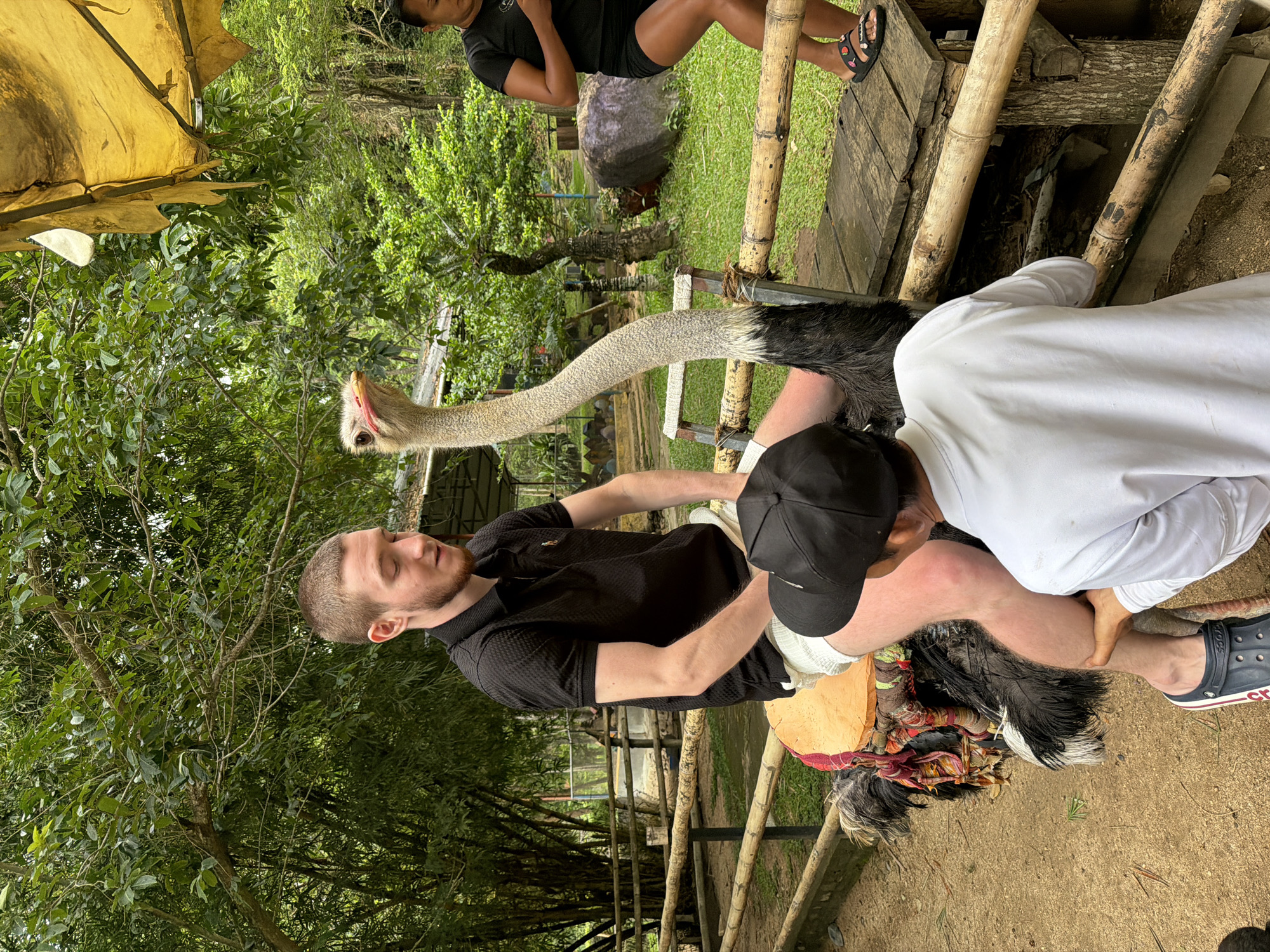 In Khánh Vĩnh, Vietnam, an ostrich is being ridden by a Caucasian male wearing a black polo shirt and white shorts. He is seated on a saddle on the ostrich's back. A young boy in a white long-sleeved shirt and black baseball cap is holding onto the ostrich's legs, assisting the rider. In the background, a woman in a black t-shirt and shorts stands near a wooden platform, looking down at her phone. The environment appears to be an outdoor enclosure with bamboo fencing, dirt ground, and lush green foliage. A yellow tarp is visible overhead.