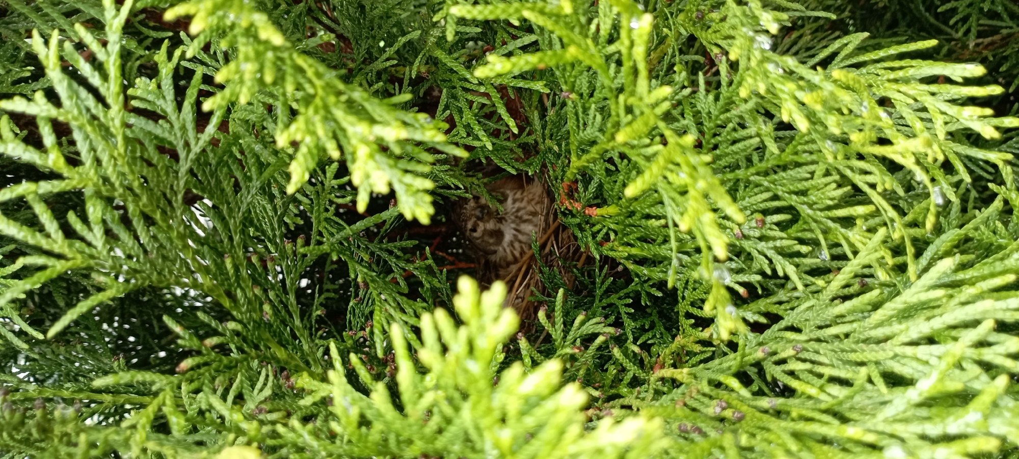 A close-up, eye-level, vertical shot captures a bird nestled in a nest within the dense, green foliage of a cedar tree. The bird, with brown and white speckled plumage, is partially visible, with its head and beak peeking out. The nest, made of twigs and natural fibers, is situated in the center of the frame, surrounded by the feathery branches of the cedar. The foliage appears damp, suggesting recent rain, with small water droplets visible on the needles. The background is a blur of green, typical of dense vegetation. The image was taken in Radisne, Ukraine.