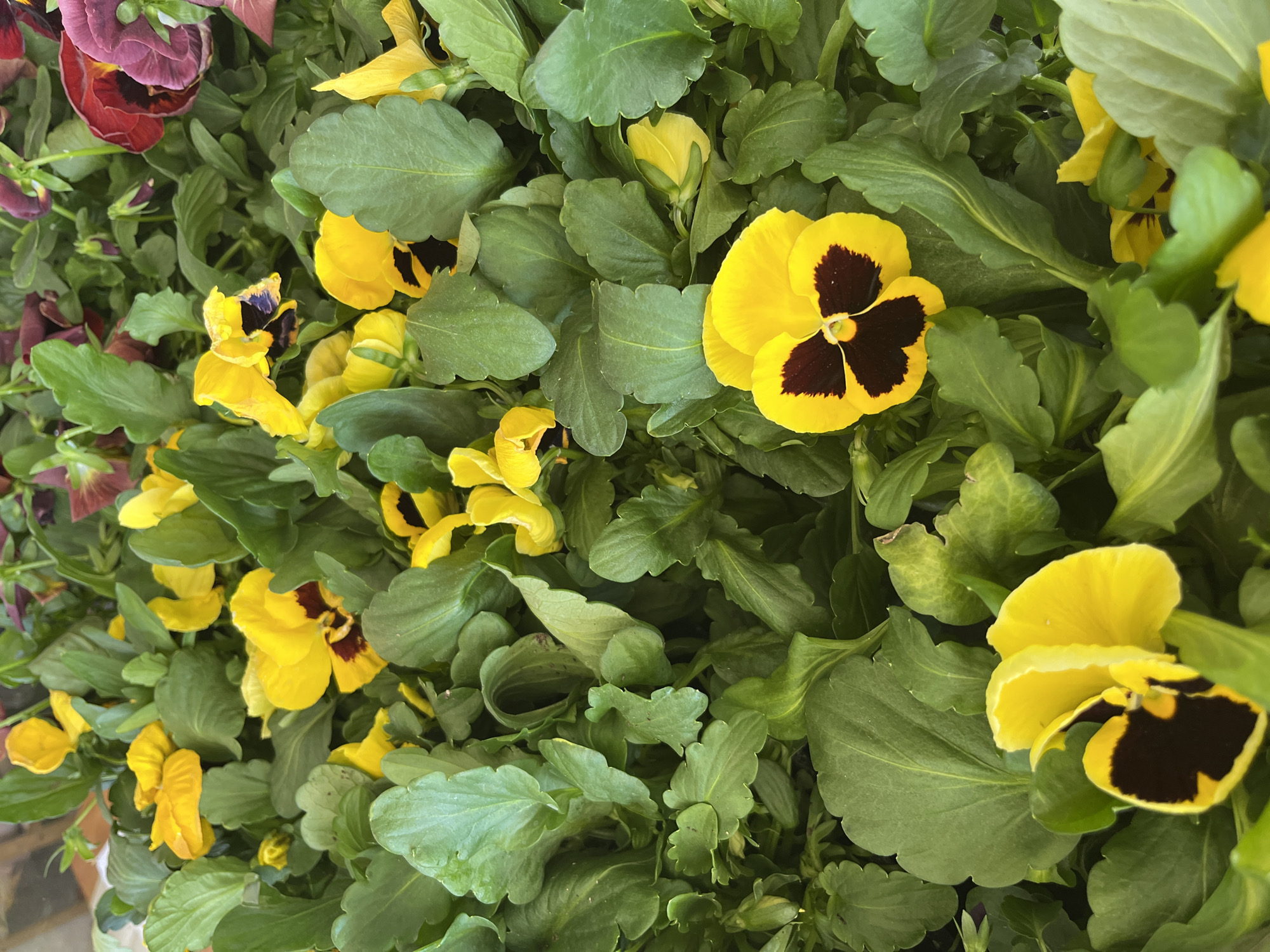 The image shows a dense cluster of pansy flowers and foliage. The dominant flowers are yellow with dark brown centers. Some maroon and light pink pansies are also visible in the upper left. The leaves are a medium green and have a rounded shape with scalloped edges. The background is densely packed with more leaves and partially visible flowers. The image appears to be taken at close range, possibly in a garden or nursery setting.
There is no information regarding Malaya Ven'ya, Russia.