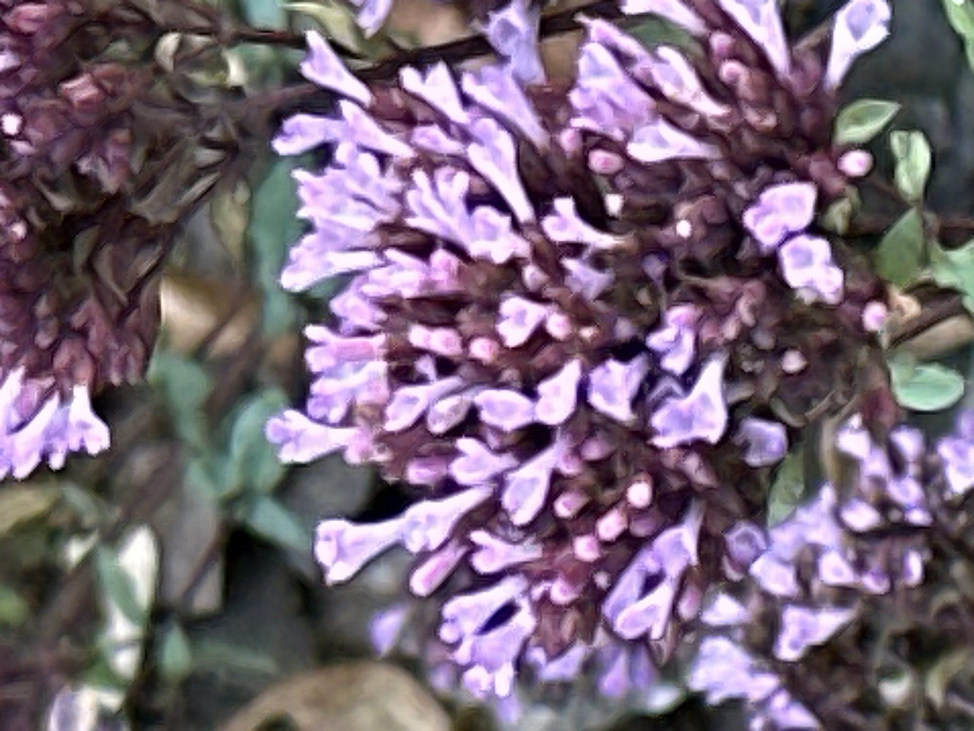 The image shows a close-up view of flowering plants with small, clustered purple blossoms, likely in a garden or natural setting. The background is out of focus, with muted green and brown tones, suggesting foliage and perhaps soil or stones. The lighting is soft, creating a somewhat painterly effect due to the image's resolution. There are no people or specific landmarks visible that would indicate a location in Dubrovitsy, Russia.
