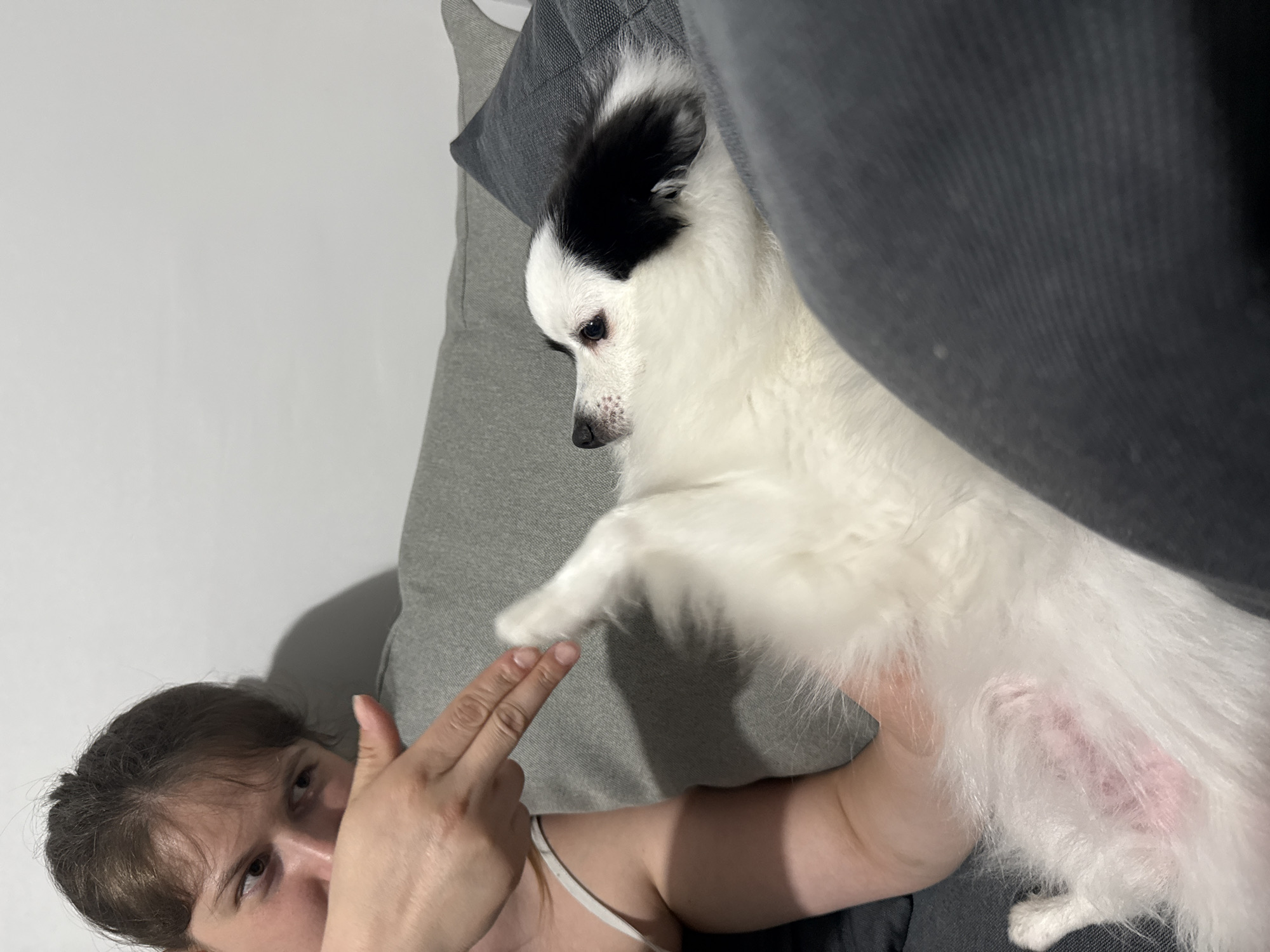 A tilted, close-up indoor shot captures an intimate moment between a person and a dog in Stara Zagora, Bulgaria. On the left, a female individual with brown hair and wearing a white strap top is partially visible, looking directly at the camera with a neutral expression. Her right arm extends towards the center, with her fingers forming a "gun" gesture. On the right, a small, fluffy white dog with prominent black markings on its head and ears reclines on a grey cushion. The dog's head is turned downwards, away from the camera, seemingly focused on the person's hand. One of the dog's front paws is extended towards the person's fingers, indicating an interactive or playful exchange. A patch of pink skin with sparse fur is visible on the dog's underside/hind leg. The background features a plain white wall and additional grey cushions or furniture. The lighting is soft, suggesting an indoor setting. No text is visible in the image.
