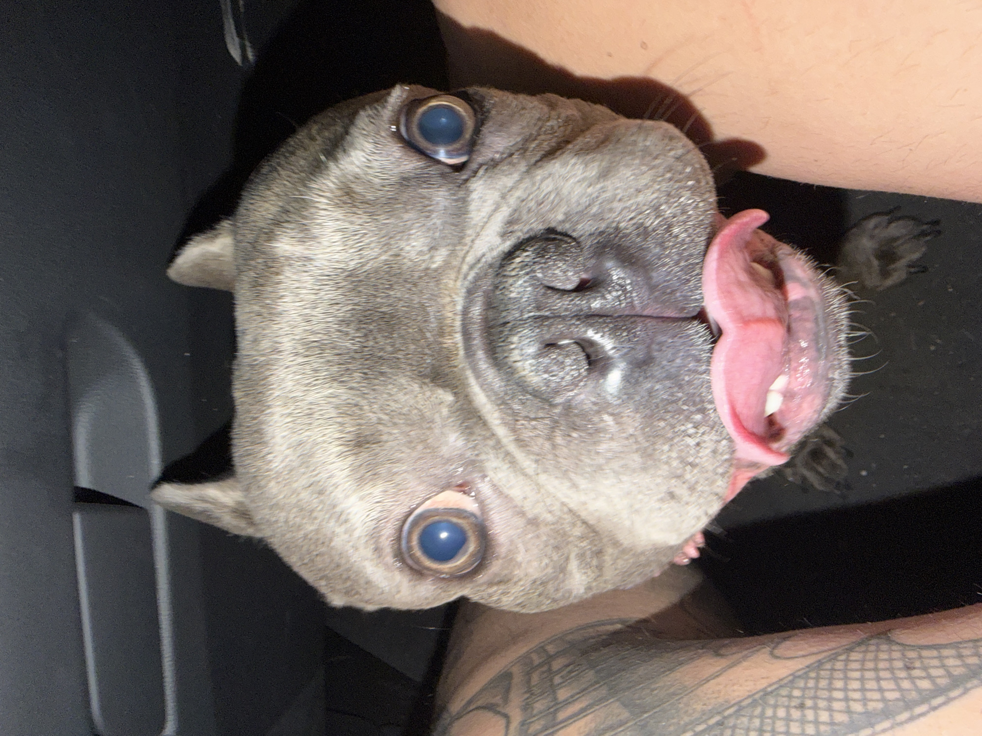 The image depicts a close-up, frontal view of a blue merle French Bulldog situated within an enclosed, dark interior space, identified as being in Dolno Ablanovo, Bulgaria. The dog, positioned between two human limbs, gazes directly at the camera with wide, dilated, light-colored eyes that exhibit significant light reflection. Its muzzle is prominent, with a dark, moist nose and an open mouth revealing a pink tongue extended outwards, slightly curled. Small, white teeth are visible beneath the tongue. The dog's short, brachycephalic snout and erect, pointed ears are characteristic of its breed.
One human limb, visible on the left side of the frame, displays extensive dark tattooing in a patterned design. The other human limb, on the right, is less detailed but appears untattooed. The environment immediately surrounding the dog's head is predominantly dark, suggesting a confined space such as a vehicle interior. Above the dog's head, dark grey panels with horizontal ridges are discernible, consistent with a dashboard or overhead compartment. Below the dog's mouth, parts of its front paws are dimly visible against a dark, possibly carpeted floor. The scene is illuminated by a direct light source, likely a camera flash, which highlights the dog's face and eyes while casting shadows in the background.