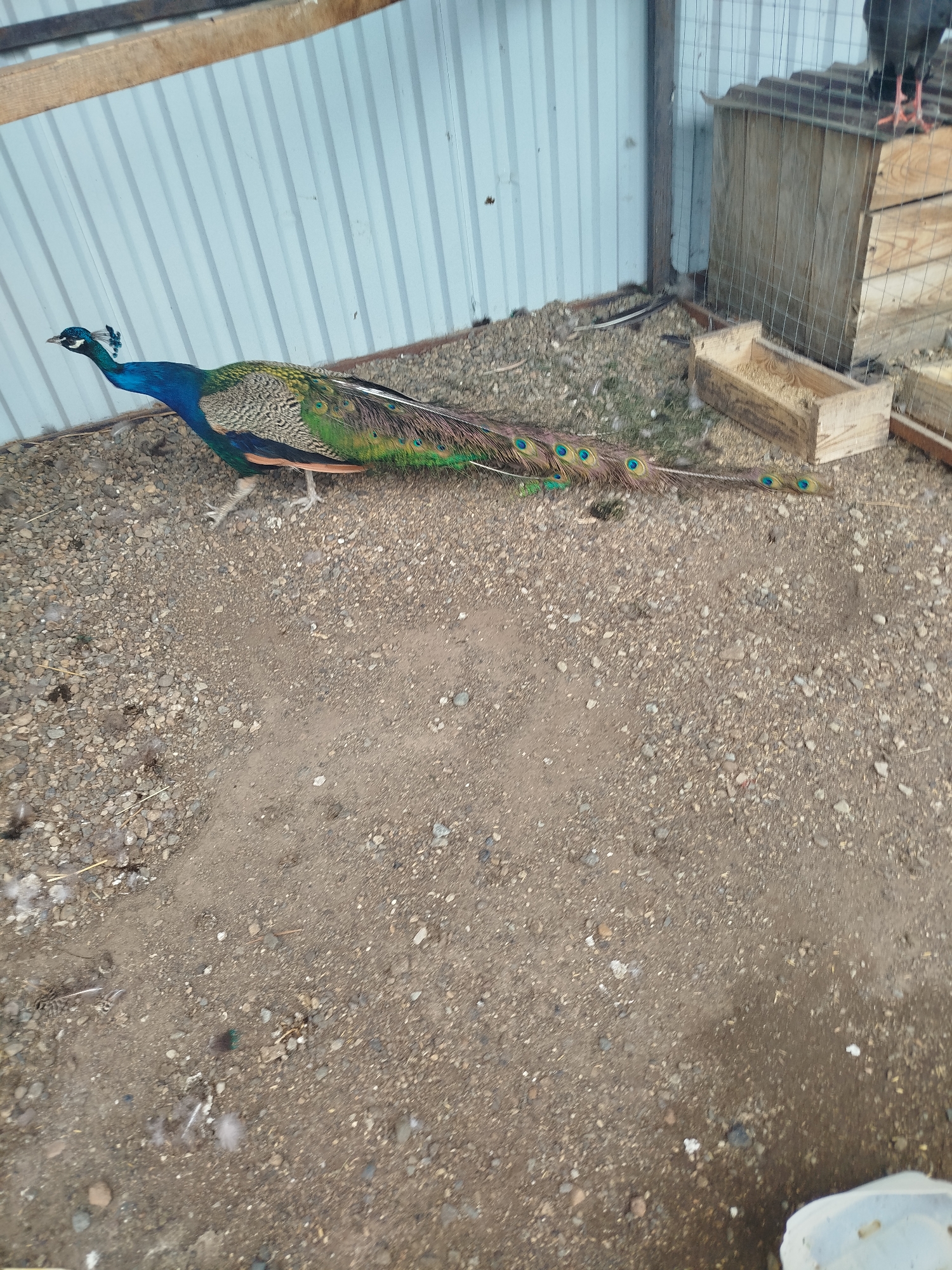 A peacock stands on gravel near a corrugated metal wall and wooden structures. The peacock has bright blue and green plumage and a long tail with eye-like markings. The scene appears to be an outdoor enclosure, possibly a farm or zoo, located in the city of Kemerovo, Russia. No people are visible in the image.