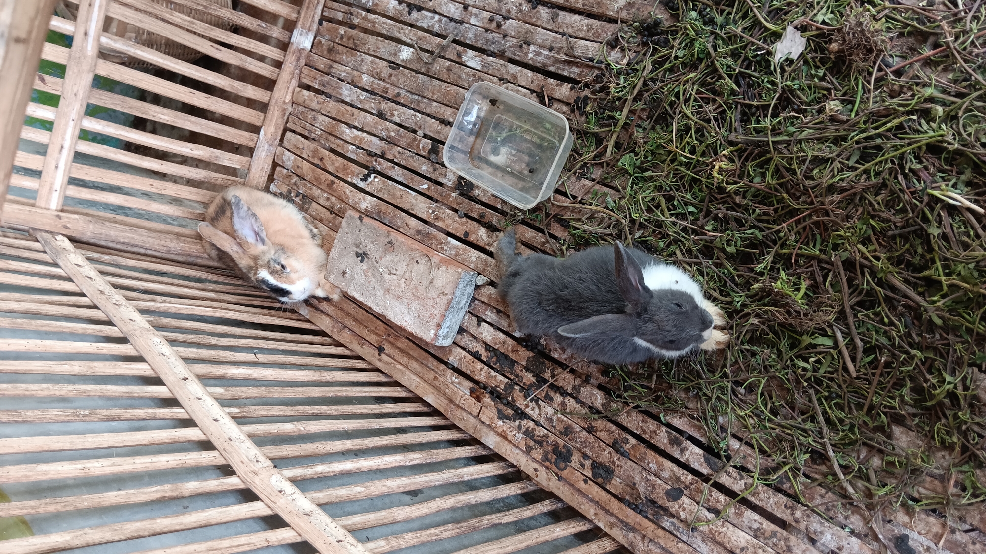 Two rabbits are inside a wooden cage with a slatted bamboo floor. One rabbit, predominantly brown with white and black markings on its face, is lying down in the upper right quadrant of the cage. Adjacent to it is a rectangular brick. In the lower half of the cage, a grey and white rabbit is sitting amidst a pile of green vegetation. To the right of this rabbit, a clear plastic container with some liquid and debris is visible. The cage appears to be located outdoors, possibly in a rural setting given the materials used in its construction and the presence of natural vegetation.