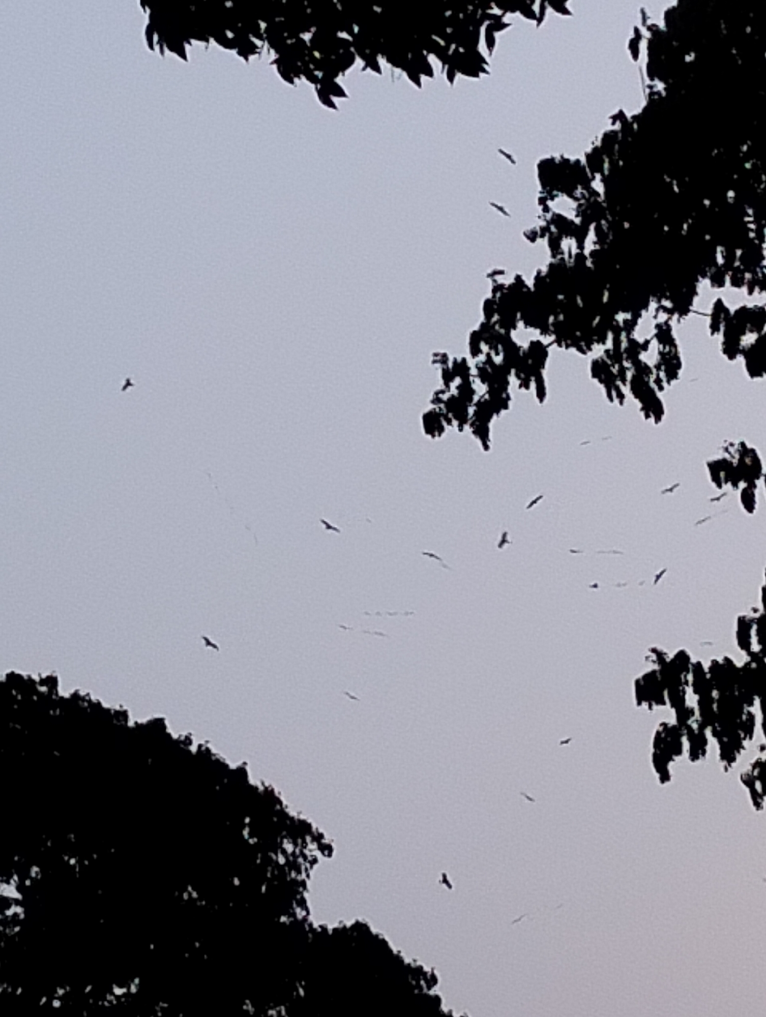The image shows a view of the sky with silhouetted trees in the foreground. Multiple birds are visible flying in the sky. The location is Dhaka, Bangladesh. The time of day appears to be dusk or dawn, given the lighting.
