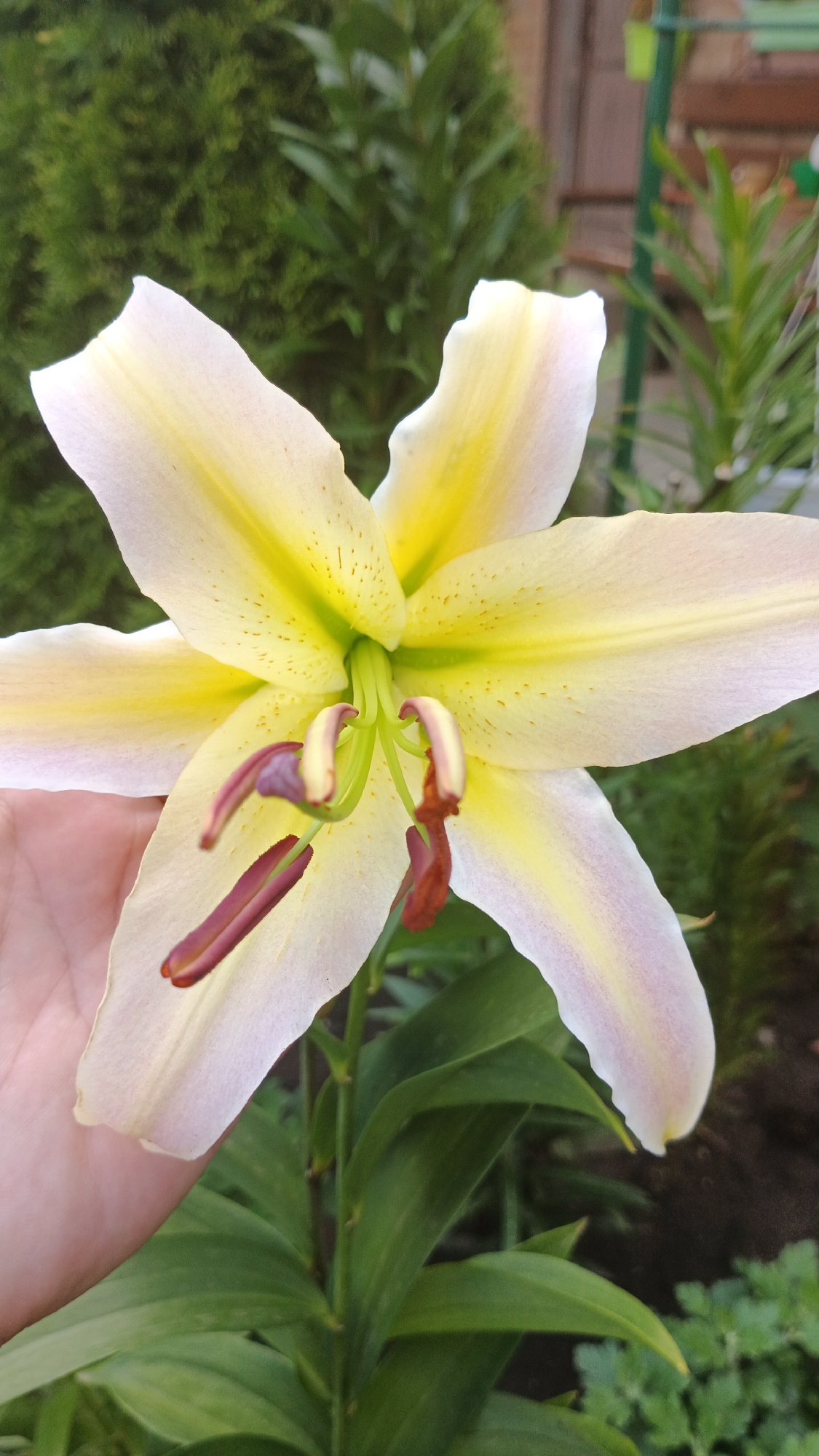 A close-up, eye-level shot captures a pale yellow lily in full bloom, with delicate pink tinges on its outer petals. The lily's reproductive parts, featuring elongated stamens with dark reddish-brown anthers and yellow stigmas, are prominently displayed at its center. A person's hand is visible on the lower left, gently supporting the flower. The background consists of lush green foliage, including a dense evergreen shrub and other plants, suggesting an outdoor setting. The lighting is natural, illuminating the flower's soft textures and vibrant colors. The image appears to be taken in Kryvyi Rih, Ukraine, judging by the context of the request.
