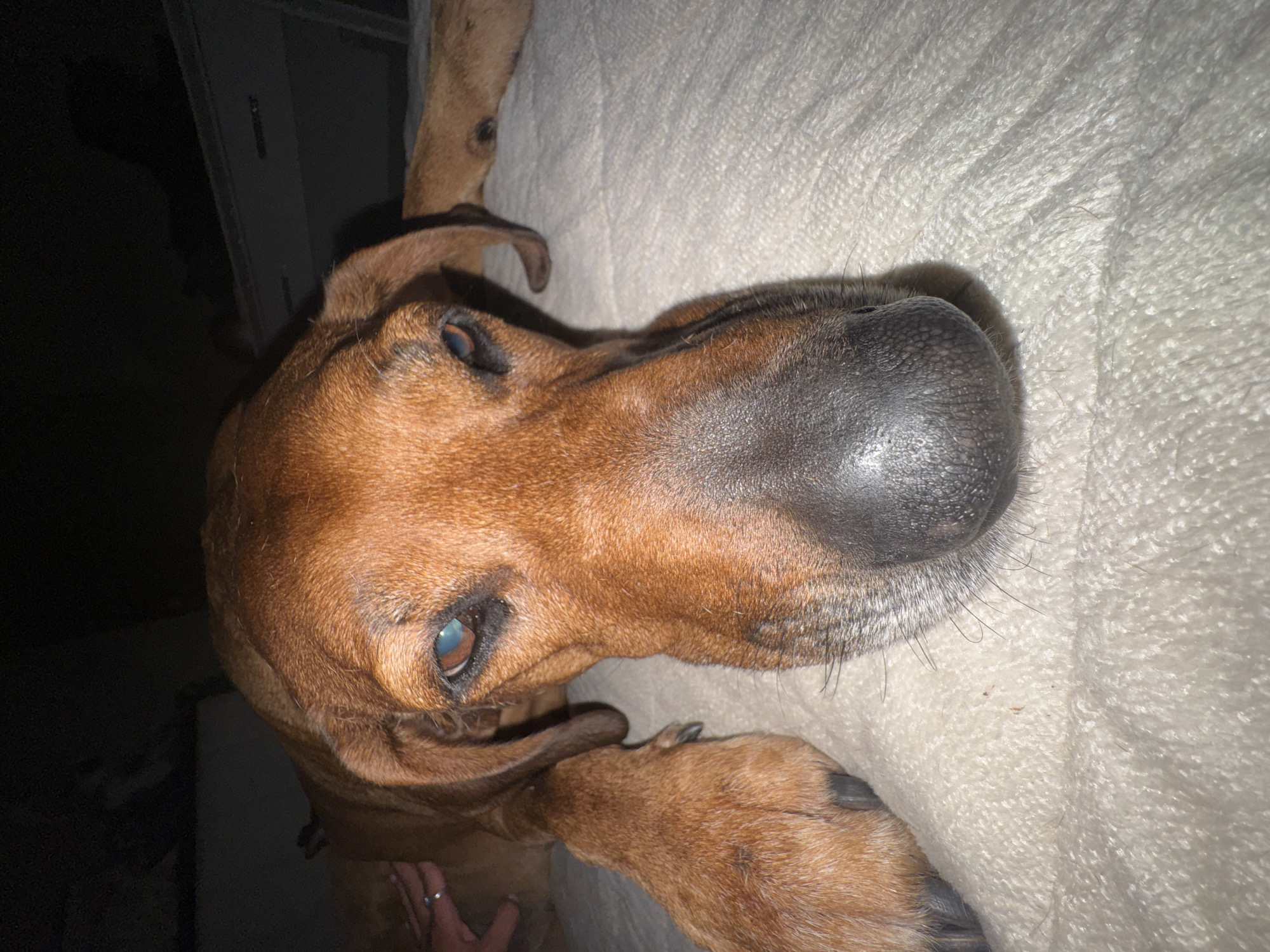 A brown dog with a large black nose rests on a light-colored, textured surface, possibly a blanket or bed. The dog's head is close to the camera, with one eye visible. A hand with a ring is partially visible in the lower-left corner. A dark area is in the upper-left, potentially part of a wall. The location is not identifiable from the image.