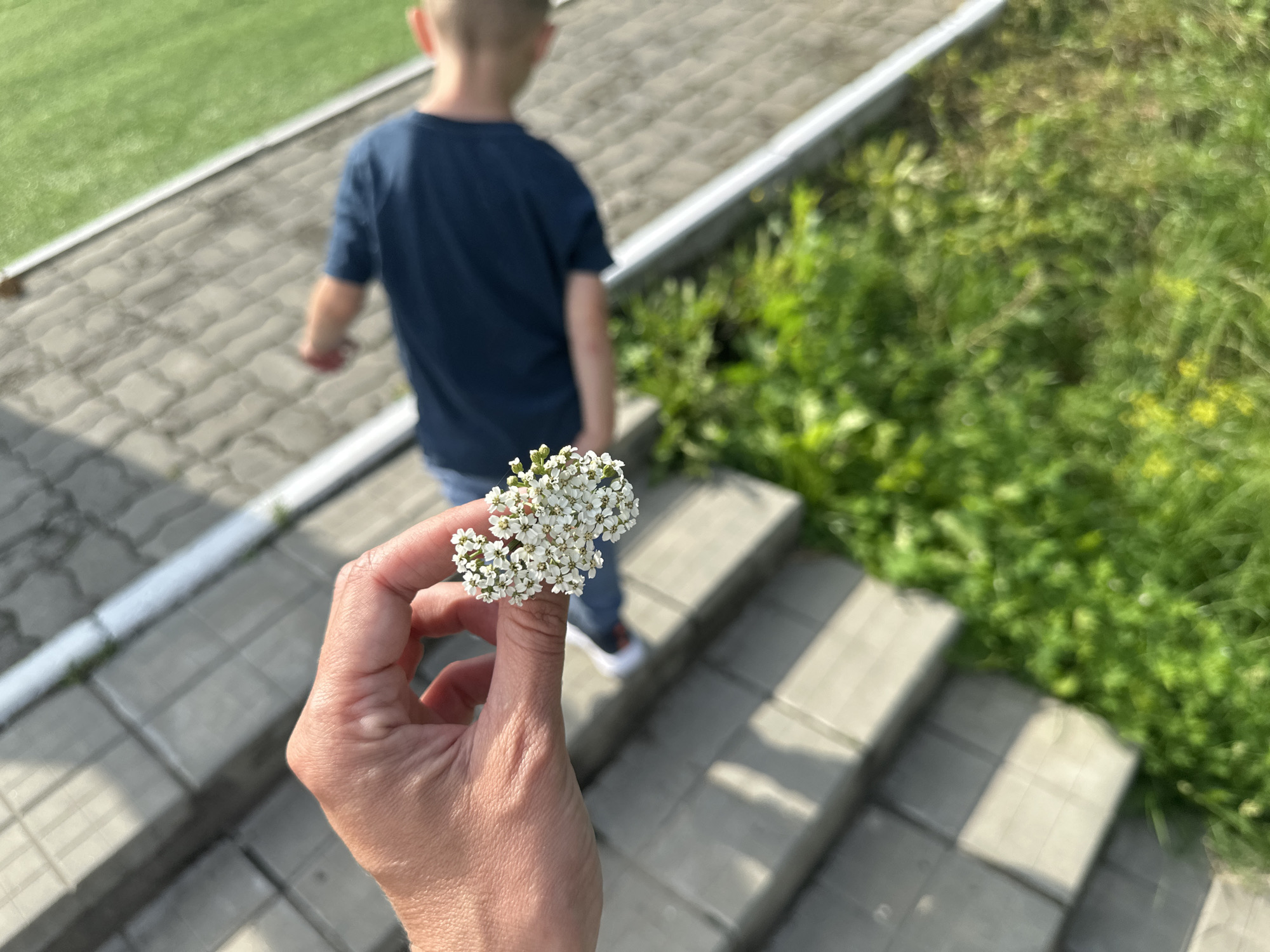 In the foreground, a person's hand, with visible veins and light skin, holds a small cluster of tiny white flowers. The background shows a young boy, viewed from behind, walking away from the camera. He is wearing a dark blue t-shirt and blue jeans. He is walking on a paved pathway made of rectangular gray stones, which appears to be part of a series of outdoor steps. To the left of the pathway, there is a bright green, well-maintained grassy area, possibly a sports field or park. To the right of the steps, there is lush green vegetation and some yellow wildflowers. The overall scene suggests an outdoor setting on a sunny day, likely in a public space within the city of Danilovka (Altai), Russia, given the context.