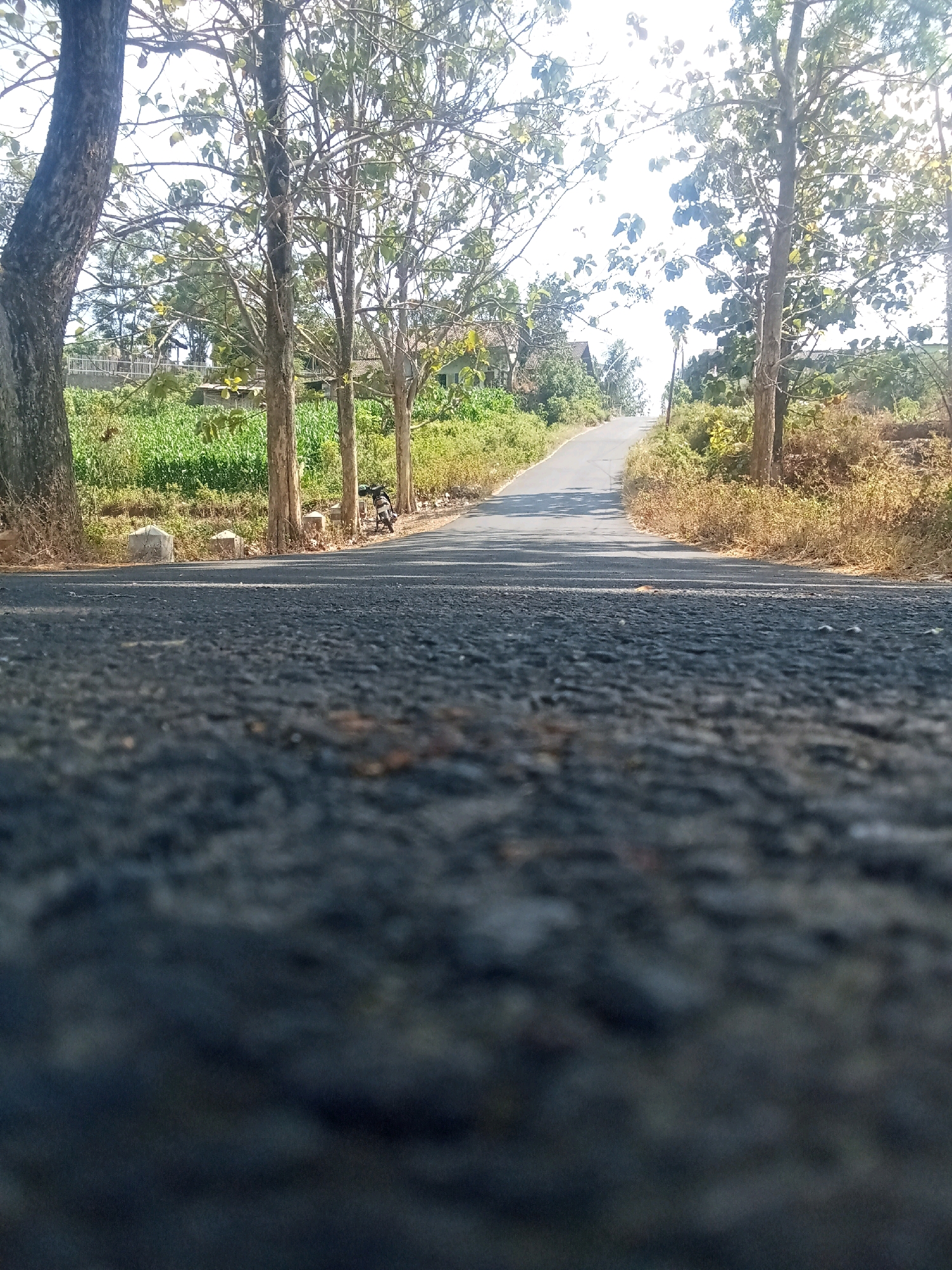 The image depicts a low-angle shot of an asphalt road winding uphill through a rural area. The road surface is dark gray and textured, with some lighter patches and debris visible. On the left side of the road, a large tree trunk is prominent, followed by a line of thinner trees with sparse foliage. Beyond the trees, there's a field of green crops. Several small, light-colored concrete posts line the edge of the road. A motorcycle is parked on the right side of the road, near the trees. The right side of the road is bordered by dry, yellowish vegetation and more trees. The sky is bright and overcast, with sunlight filtering through the leaves of the trees. In the distance, houses and structures are visible nestled among the trees and on the hillside. The scene is characteristic of a rural landscape, possibly in the village of Balegondo, Indonesia, known for its agricultural areas and natural scenery.