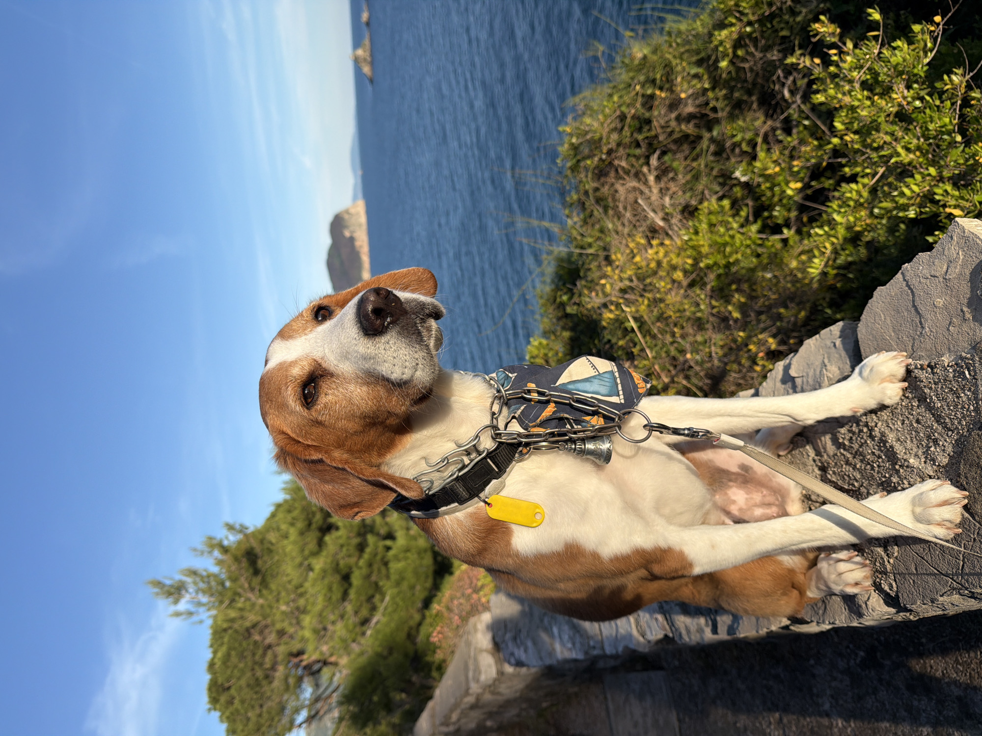 A medium shot of a dog sitting on a concrete surface in Mirište, Montenegro, against a backdrop of the blue Adriatic Sea and sky. The dog, a mix of brown and white, wears a black collar with a yellow tag and a patterned blue bandana. It is attached to a leash. The dog is positioned on the edge of a low wall or path, with green foliage and shrubbery surrounding the area. The sea is visible in the background, with distant landmasses or islands. The sky is clear and blue. The dog is the central subject, with the landscape serving as the backdrop.