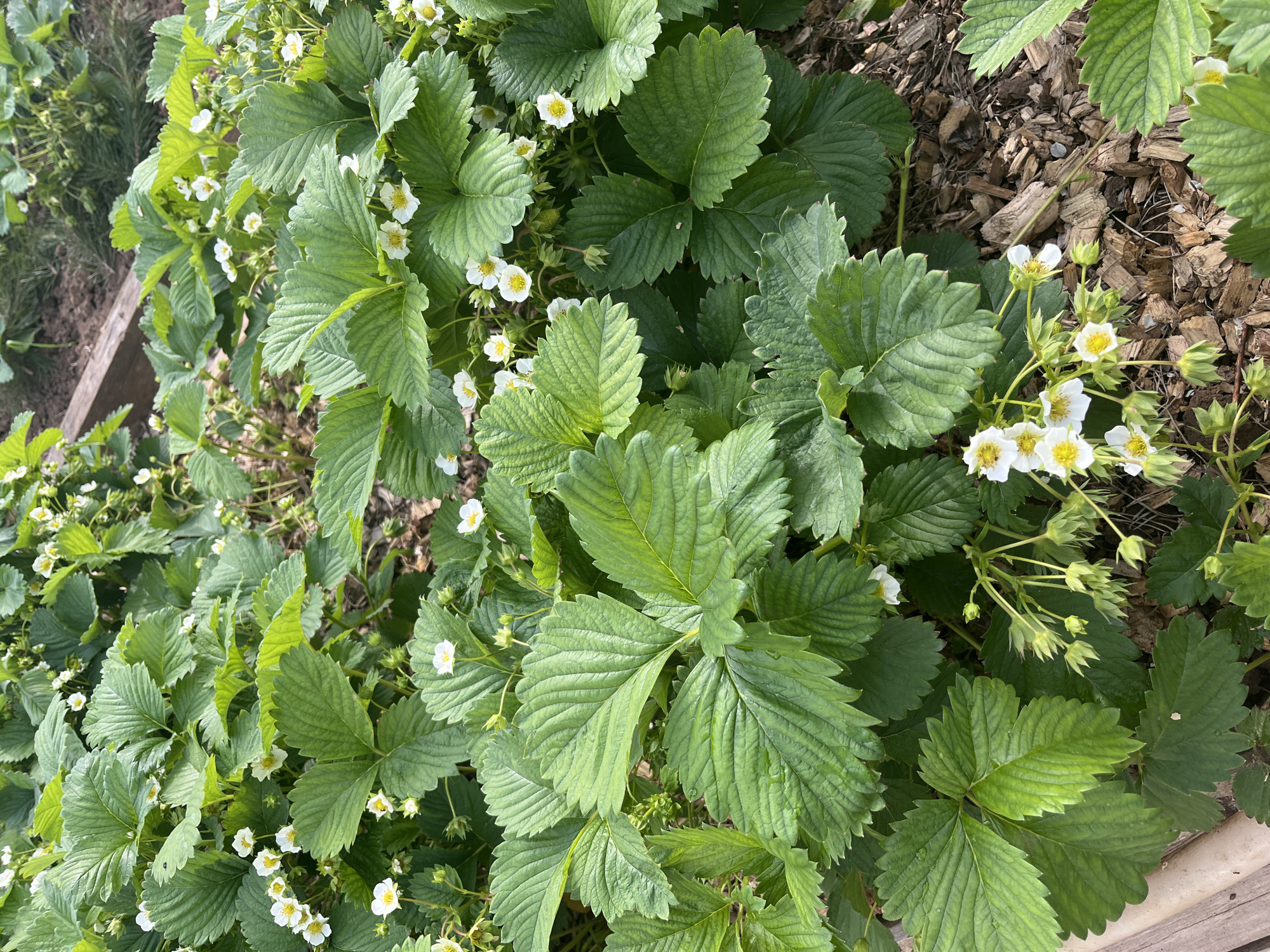 This media file presents a vibrant, high-angle view of a flourishing strawberry patch in a garden, located in Shud'ya, Russia. The primary subjects are numerous healthy strawberry plants, characterized by their large, deeply green leaves with prominent veins and slightly serrated edges.
Throughout the dense foliage, many small white flowers with bright yellow centers are scattered, indicating that the plants are in full bloom. Clusters of these flowers are visible, some already forming nascent green fruits or showing developing flower buds, suggesting an active growing season. The plants appear to be growing in garden soil, partially covered by a layer of light brown wood chips, which serves as mulch, particularly noticeable on the right side of the main image. A wooden plank, likely part of a garden bed border or raised bed, is visible along the bottom and left edges.
The lighting suggests a bright, sunny day, with clear natural illumination on the plants. There are no people, animals, or discernible text visible in the image. The crops provide closer views, emphasizing the texture and health of the leaves, the delicate structure of the white and yellow flowers, and the presence of both flowers and young fruits, along with the wood chip mulch.