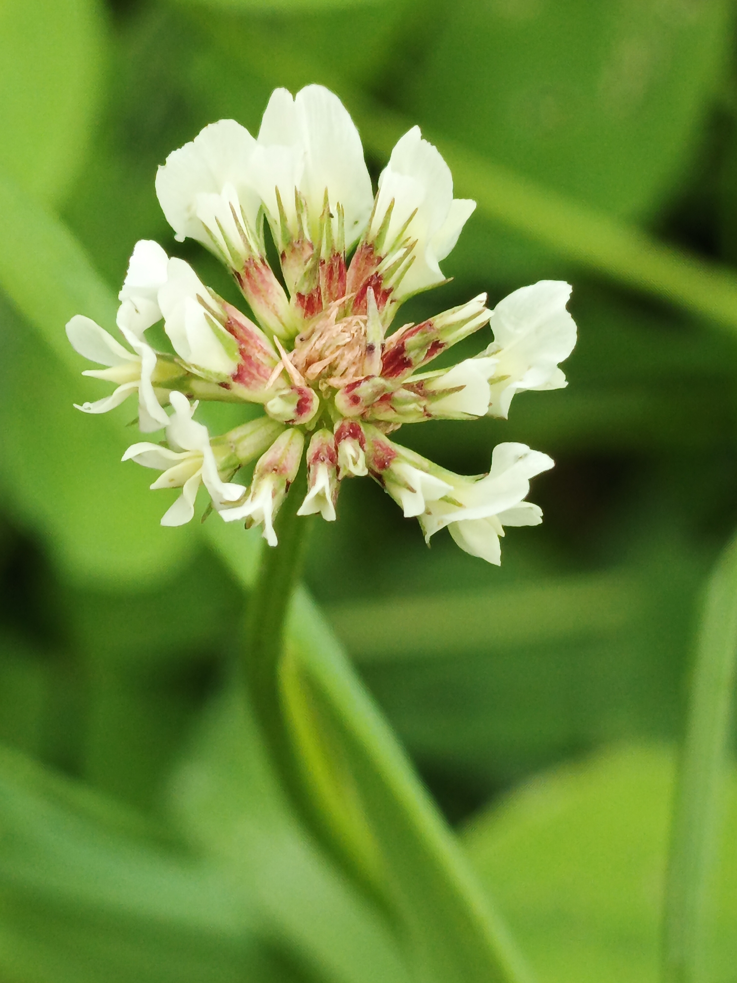 A close-up, eye-level shot captures a single white clover flower, its delicate petals unfurling from a central cluster of reddish-pink sepals. The flower is positioned on a green stem against a softly blurred backdrop of green foliage, suggesting an outdoor setting in a natural environment. The overall lighting appears to be natural daylight. There is no indication of human presence, specific urban features, or any activities other than the passive presence of the flora. The image does not provide any specific geographical markers to identify a location within Medvedyovka, Russia.