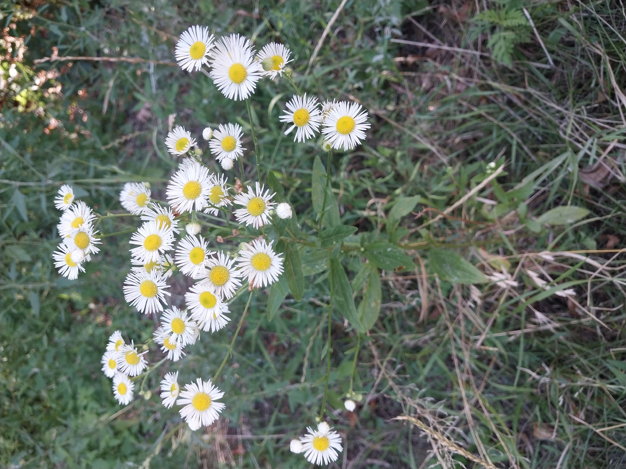 A cluster of white and yellow wildflowers, resembling daisies, are in full bloom against a backdrop of green foliage and dry grass. The flowers have thin white petals radiating from a bright yellow center. Some of the flowers are in focus, while others are blurred due to the depth of field. The scene appears to be an outdoor natural setting, possibly a field or park. The image does not contain any information about the city of Dnipro, Ukraine, or any people.