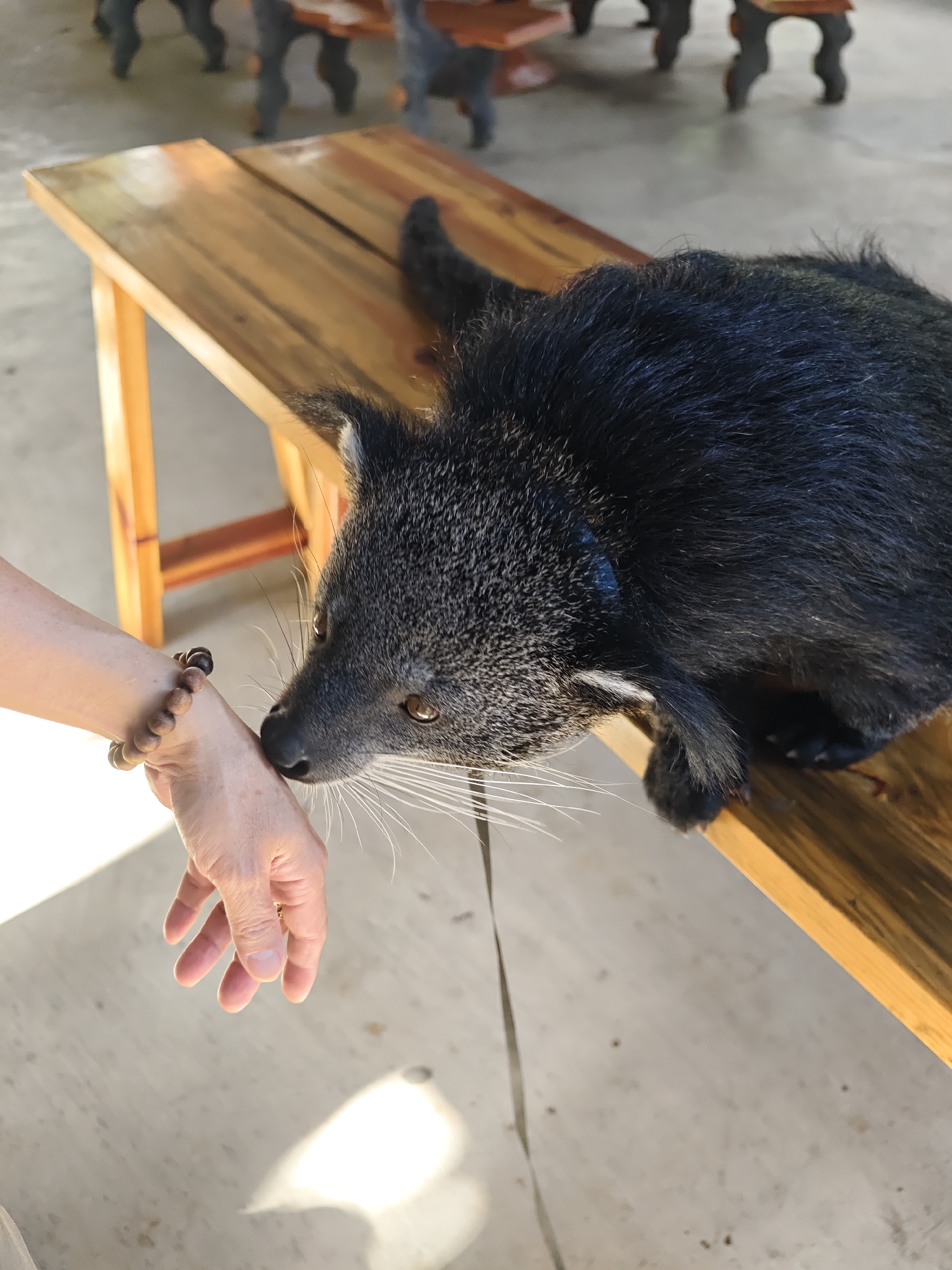 An adult binturong, identified by its black fur, long bushy tail, and distinctive white facial markings, is shown in close proximity to a human hand. The binturong is perched on a wooden bench and appears to be sniffing the back of the hand, which wears a bracelet made of dark wooden beads. The background suggests an outdoor setting with concrete flooring and other wooden furniture, possibly in a park or recreational area. The scene is illuminated by natural sunlight, casting distinct shadows on the ground. This image was captured at the Binh An tourist area in Dinh An city, Vietnam.