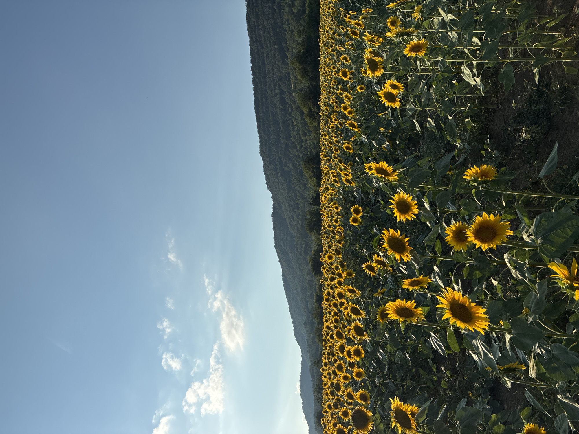 The image depicts a vast field of sunflowers under a clear blue sky with scattered clouds. The sunflowers are in full bloom, their yellow petals facing towards the sun. In the background, a lush, tree-covered mountain range forms the horizon. The lighting suggests it is either early morning or late afternoon, casting long shadows and highlighting the texture of the sunflower petals and leaves. The location is identified as Lovnidol, Bulgaria. There are no people or animals visible in the image.