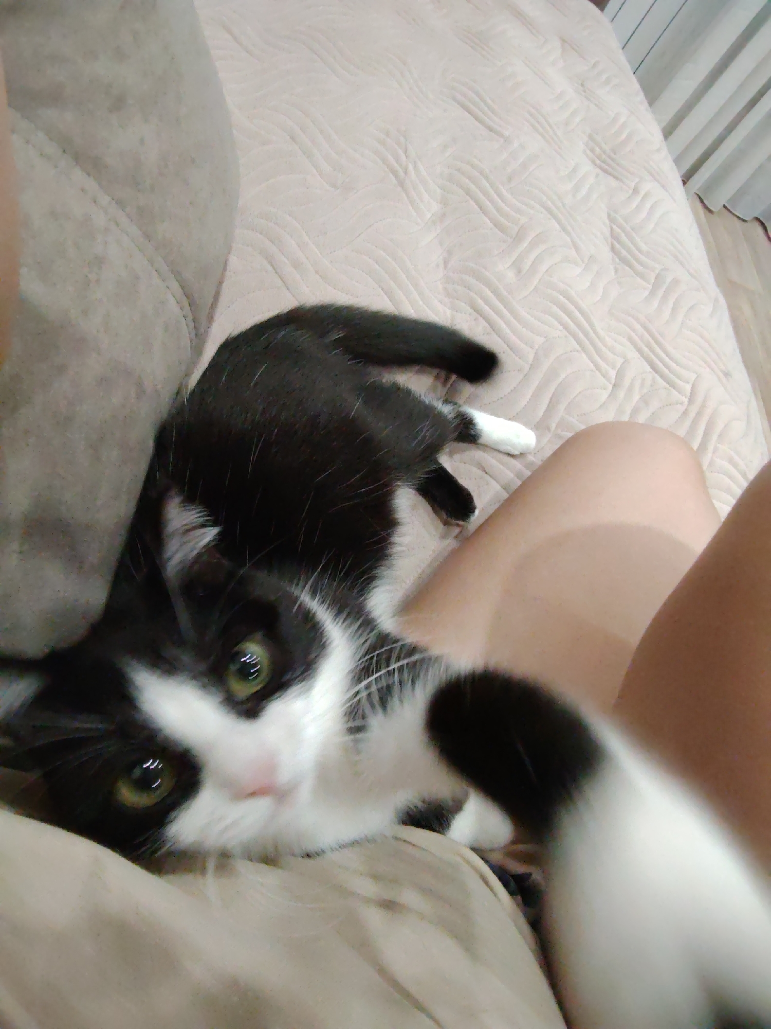 A black and white cat lies on a textured, light-colored blanket on a bed. The cat is looking at the camera with bright green eyes and a pink nose. Its body is mostly black with white fur on its chest, paws, and face. To the left of the cat is a tan couch. To the right of the cat, a person's bare legs are visible, suggesting the cat is lying on the bed next to them. The background shows a window with vertical blinds. The image is a close-up shot, with the cat being the primary subject.