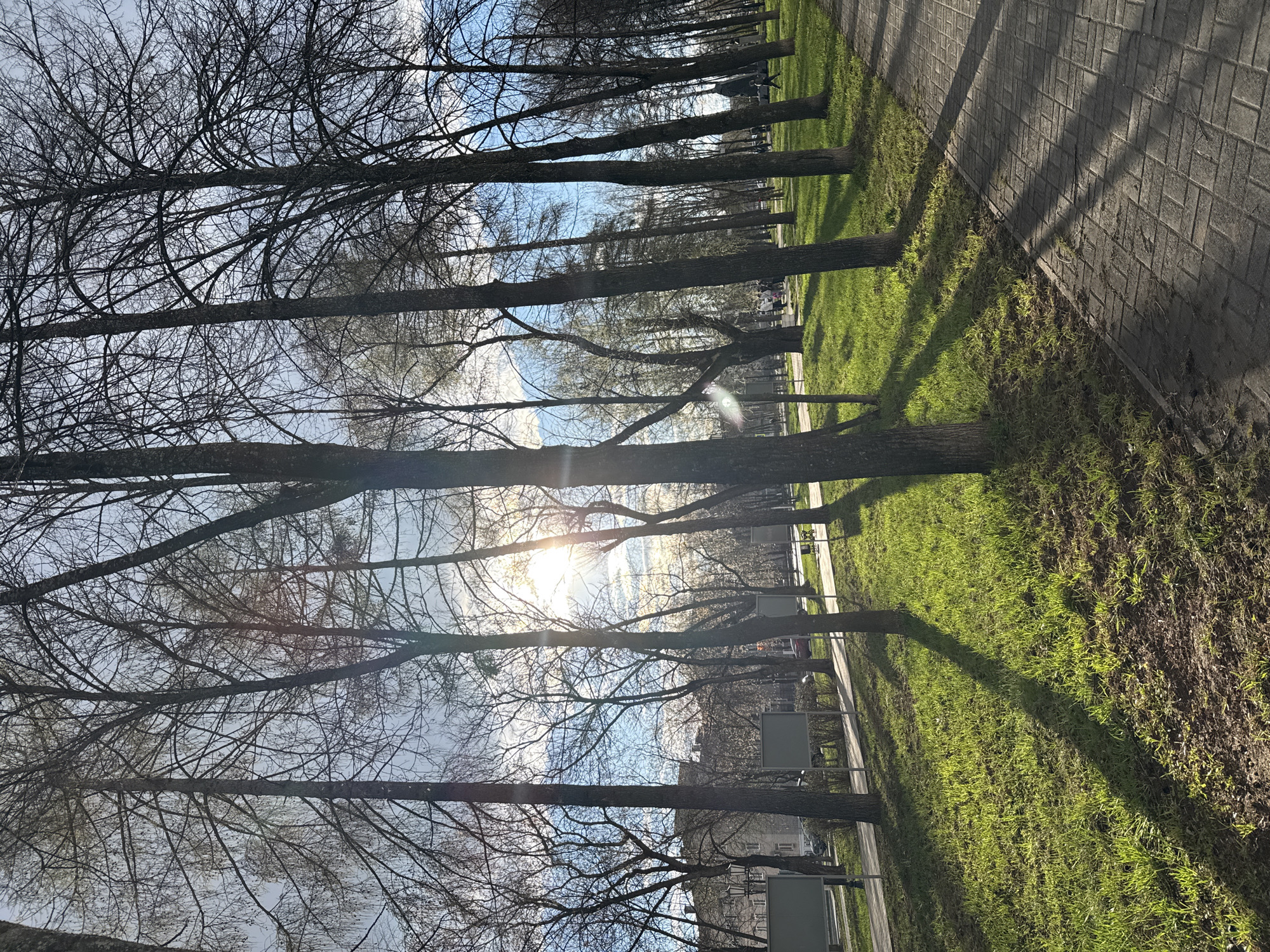 The image displays a tree-lined avenue or park in Chaikovsky, Russia, likely during late winter or early spring. Numerous tall, deciduous trees, stripped of their leaves, stand prominently, their dark trunks and intricate bare branches silhouetted against a bright, partly cloudy sky. The sun is visible, creating a strong lens flare and casting long, pronounced shadows from the trees onto the ground.
To the right of the trees, there is a neatly paved pathway constructed from grey rectangular bricks. Adjacent to this path and beneath the trees, a vibrant green lawn is visible, indicating new growth. The length and angle of the shadows suggest either early morning or late afternoon. In the distant background, faint outlines of buildings or urban structures can be seen through the trees.
No specific activity or event is clearly depicted, and no people are distinctly visible, contributing to a tranquil atmosphere. The scene conveys a sense of peaceful nature transitioning from colder months, with the bright sun and emerging green grass contrasting with the stark, bare branches of the trees. There is no discernible text in the image.