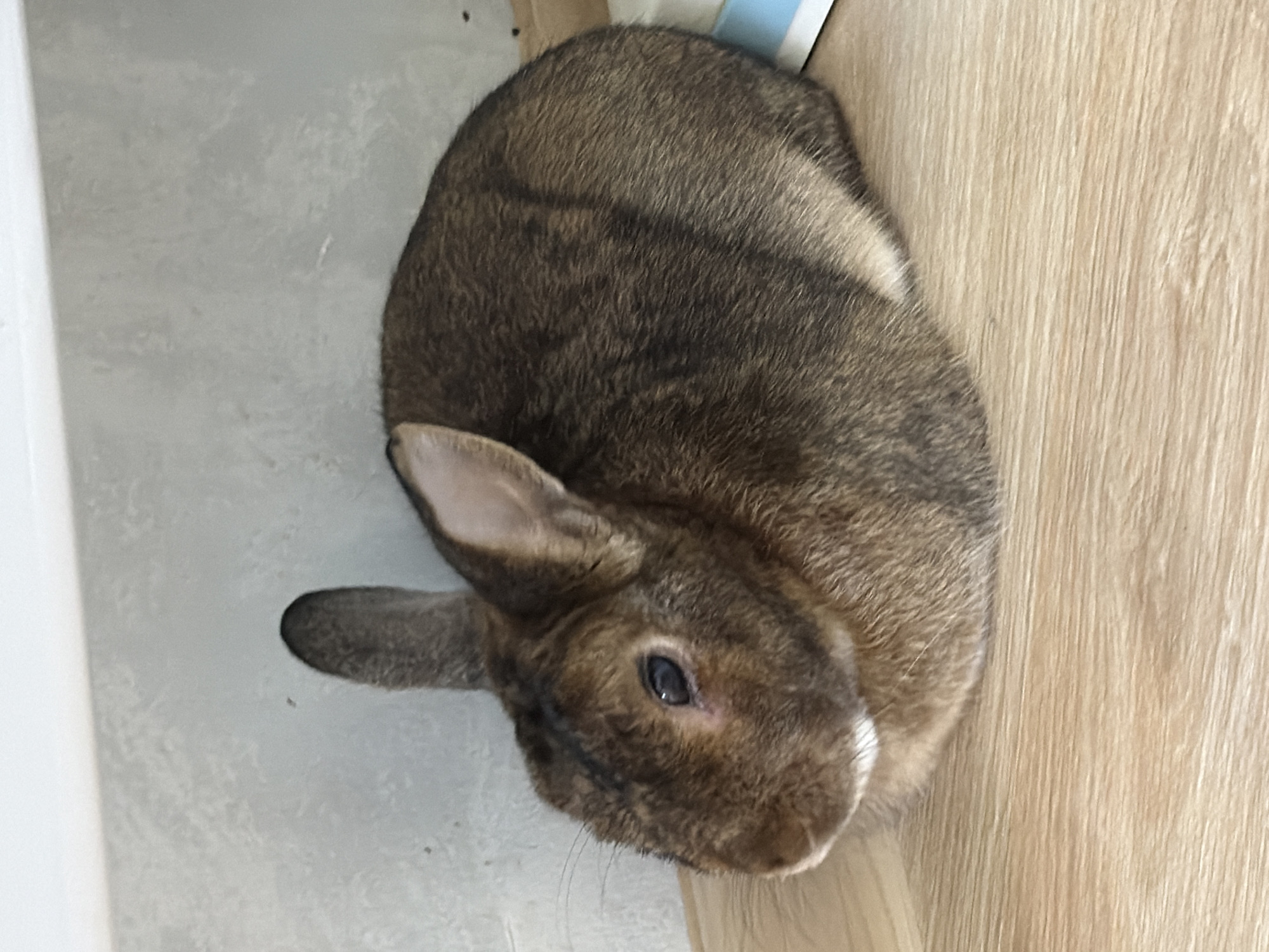 A medium-sized, brown rabbit is resting on a light wood-grain surface, which appears to be a shelf or table. The rabbit is positioned facing left in the frame, with its body curled. Its fur is a mix of brown and darker brown stripes, with lighter fur around its nose and chin. One ear is upright, while the other is slightly folded back. The rabbit's eye is dark and visible. The background consists of a light-colored, textured wall, possibly concrete or plaster, and a portion of a white surface above it. To the right of the rabbit, a blue and white object, possibly a book or box, is partially visible. The lighting suggests an indoor environment. There are no people or other animals present. The scene is simple and static, focusing solely on the rabbit in its immediate surroundings. There is no information or context provided that would allow for the determination of its location within the city of Solikamsk, Russia.