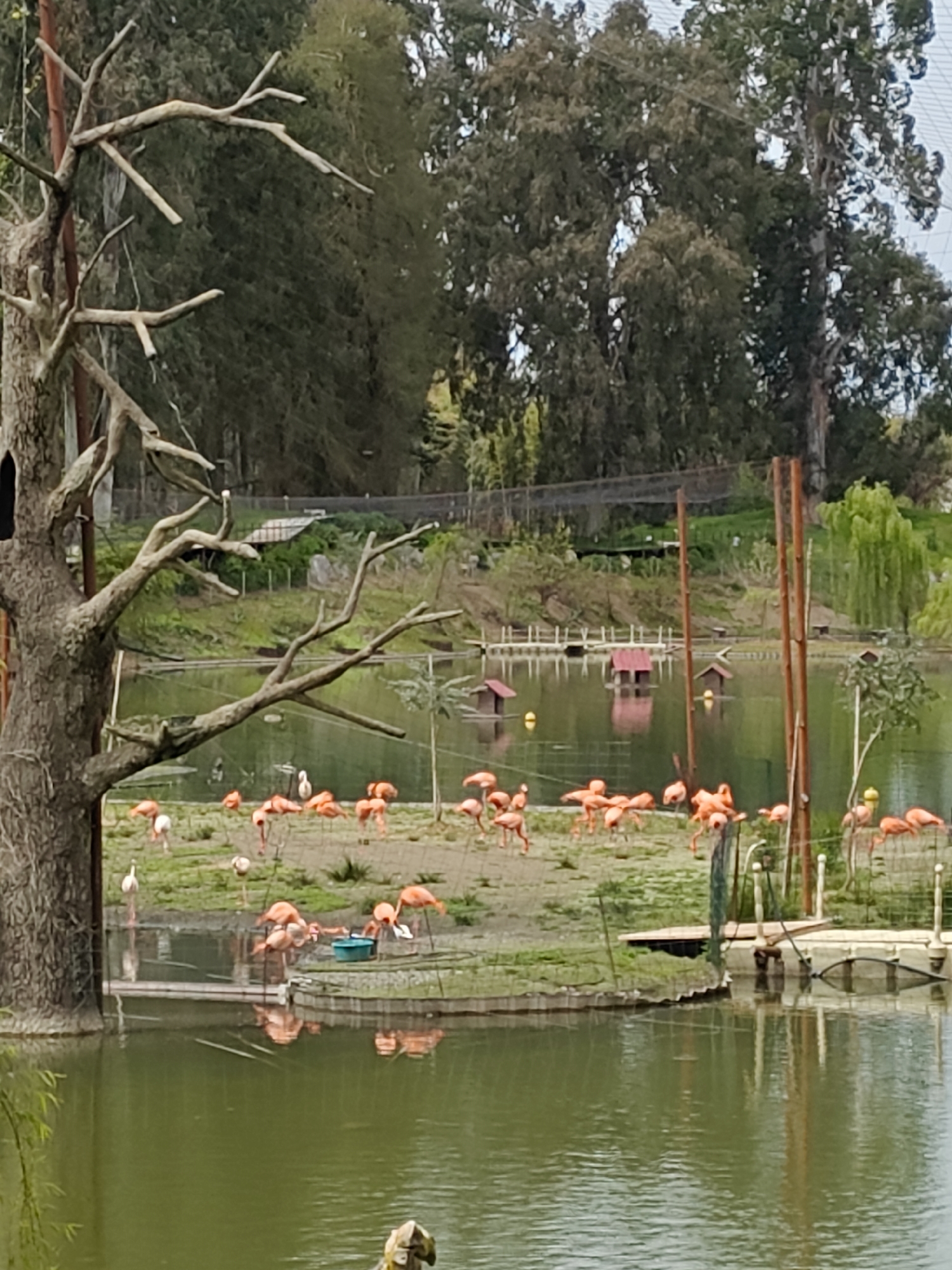 This media file captures an outdoor scene at what appears to be a wildlife park or zoo in Shekvetili, Georgia. The central focus is a flock of numerous flamingos gathered on a small land mass or island within a body of green water.
**Subjects:** The primary subjects are the flamingos, which display varying shades of pink and orange. Many are standing, some with their heads down as if feeding or resting, while others are walking. A few white birds, possibly gulls or other waterfowl, are also visible among them. In the foreground on the left, a large, old tree with gnarled, bare branches stands prominently. The background is dominated by a dense canopy of tall green trees, suggesting a lush, natural environment.
**Scene and Setting:** The setting is a large, calm body of water, possibly a pond or lake, with reflections of the surrounding trees and sky. The water has a distinct greenish hue. Floating on the water are several small, red-roofed structures resembling birdhouses or feeders, as well as yellow buoys. A narrow strip of land, where the flamingos are congregated, is enclosed by what appears to be a low fence. Wooden poles are strategically placed in the water, possibly as perches or supports for netting, part of which is visible against the distant trees. In the farther background, more cultivated land and additional structures, possibly part of the park infrastructure, can be seen on a gentle slope.
**Activity:** The flamingos are engaged in typical behaviors such as standing, preening, and foraging in the shallow water or on the land. One bird appears to be drinking from a blue bowl on the ground. The overall atmosphere is peaceful and serene, with the birds undisturbed in their habitat.
**Notable Details:** The time of day appears to be daylight, likely during late morning or early afternoon, given the bright, even lighting. The weather seems clear with no visible harsh shadows. The old, bare tree in the foreground adds a rustic element to the scene. The green water and vibrant pink of the flamingos create a striking color contrast. There is no visible text in the image.