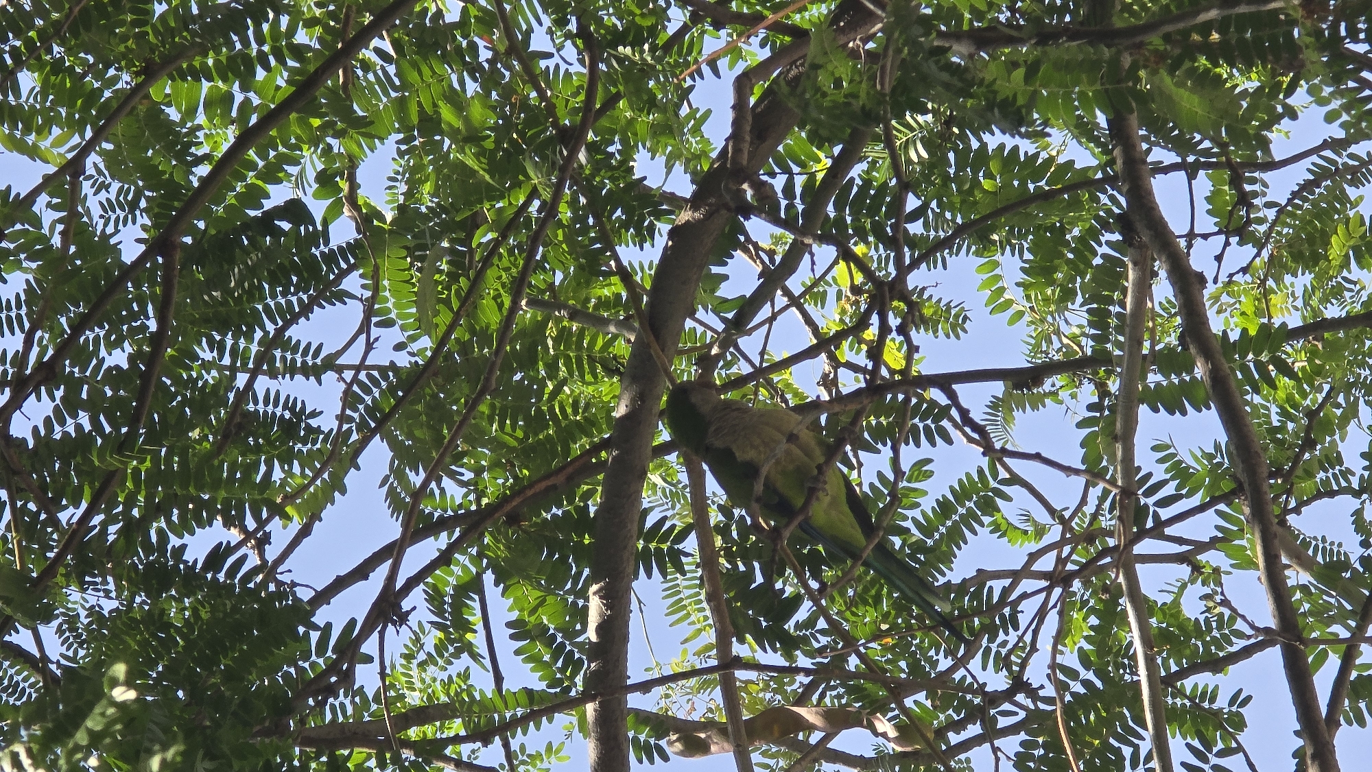 A green parrot is perched on a branch of a tree, its body partially obscured by leaves. The parrot is facing towards the left of the frame and appears to be grooming itself. The tree has numerous branches and dense green foliage, with sunlight filtering through the leaves. The sky behind the tree is clear blue. This scene is located in Barcelona, Spain.
