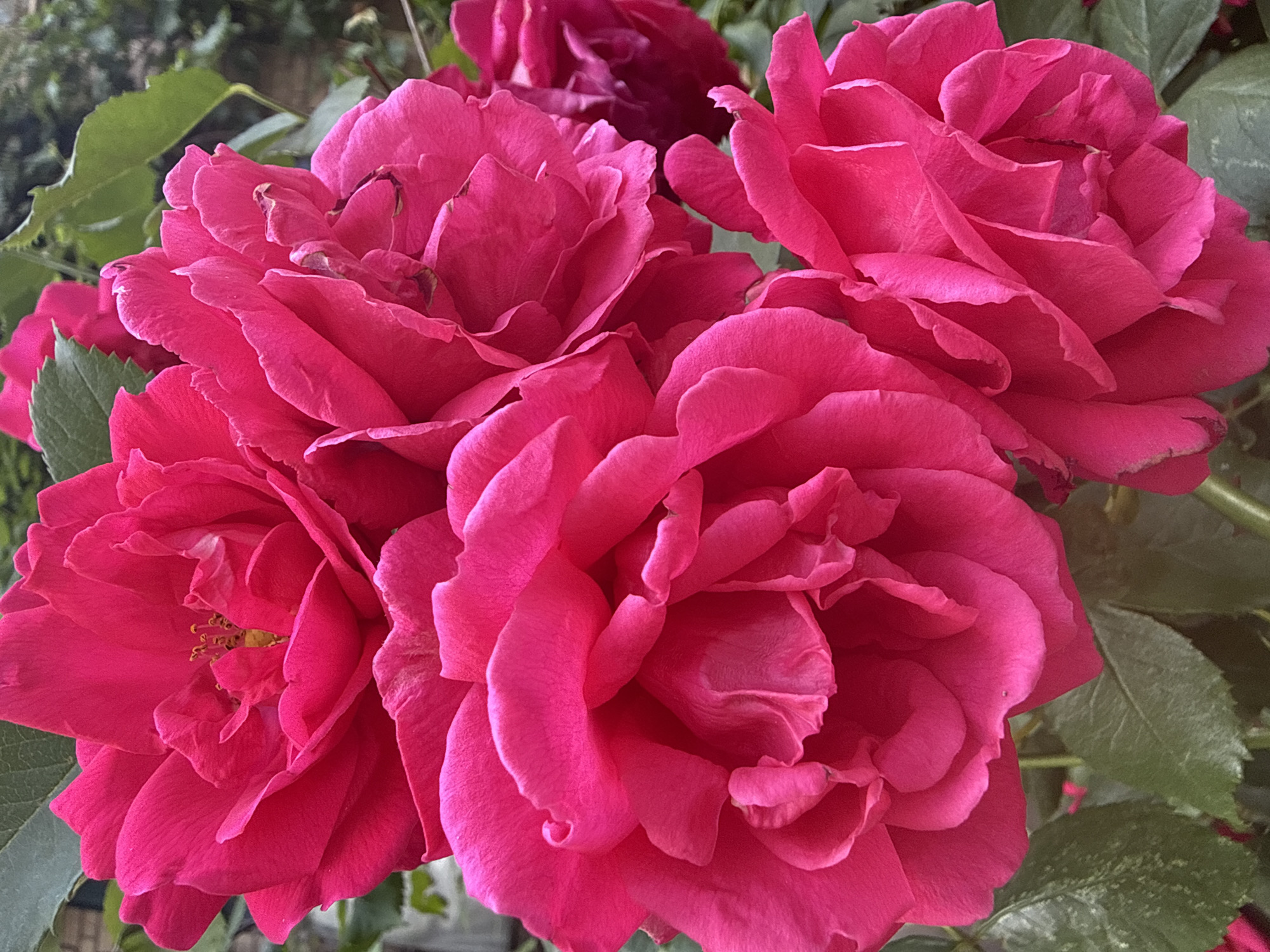 The image is a close-up, eye-level shot of a cluster of vibrant pink roses in full bloom. The roses are the dominant subject, filling most of the frame with their layered petals. The lighting is natural, casting soft shadows and highlighting the texture of the petals. The background consists of out-of-focus green foliage and hints of a brick wall, suggesting an outdoor garden setting. There are no people or animals visible in the image. The scene is serene and focuses solely on the natural beauty of the flowers.