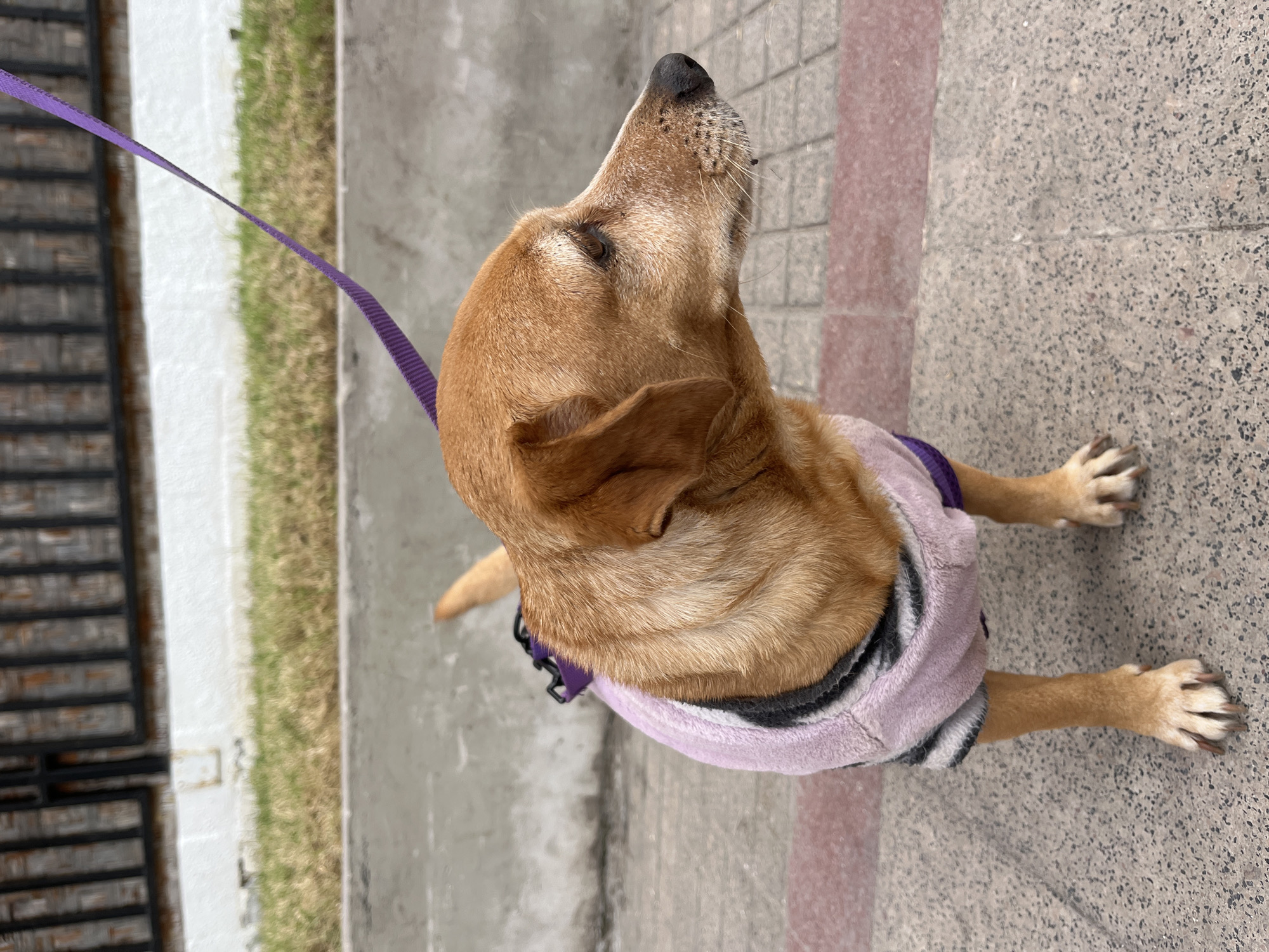 A medium shot shows a small, tan-colored dog wearing a light pink and black striped sweater and a purple collar. The dog is facing to the right, with its head slightly down, and appears to be looking at something off-camera. The dog is standing on a textured, gray sidewalk with reddish-pink accents. In the background, there is a strip of green grass above a concrete curb, and behind that, a black metal fence with brickwork visible through it. A thin, purple leash is attached to the dog's collar and extends upwards and out of frame. The lighting suggests it is daytime. This scene is likely taking place in a public area within the city of Iquique, Chile.