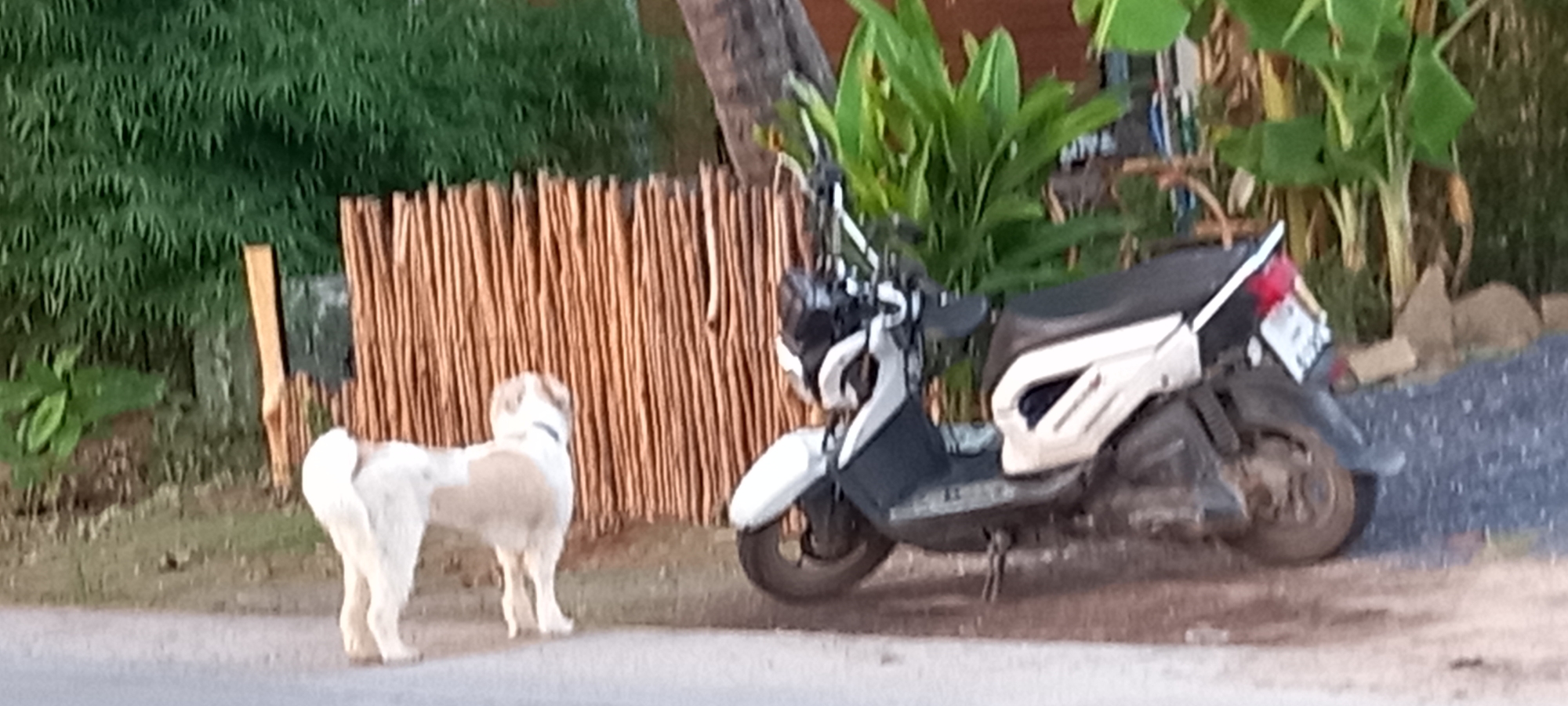 A medium shot captures a dog on the edge of a street near a parked scooter in Baan Wok Tum, Thailand. The dog, with a predominantly white coat and tan patches, stands facing a fence constructed of vertical wooden slats. The scooter, a light-colored model, is parked on the road, close to a pile of gravel and vegetation. The background includes dense green foliage that obscures much of the surroundings. The light suggests either early morning or late afternoon.