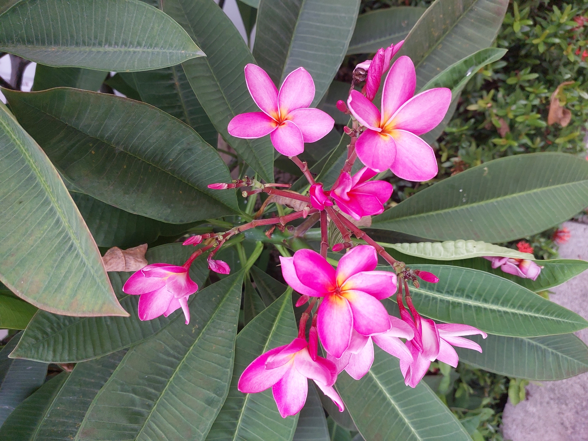 This media file is a close-up, eye-level shot of a cluster of pink plumeria flowers in bloom, set against a backdrop of large, dark green leaves. The flowers are the primary subject, showcasing their five-petal structure and vibrant pink hues, with some featuring a lighter, almost yellow center. Several buds are also visible, suggesting a continuous blooming cycle. The leaves are broad and elongated with prominent parallel veins, indicative of a tropical plant. The overall scene is lush and natural, likely an outdoor setting given the foliage and hints of greenery and red flowers in the background. The lighting suggests it might be daytime, possibly morning or afternoon, as there are no strong shadows. The environment appears calm and serene, focusing on the natural beauty of the flowers. There is no visible text in the media file. The location context provided is Baan Mae Nam, Thailand, which aligns with the tropical flora depicted.