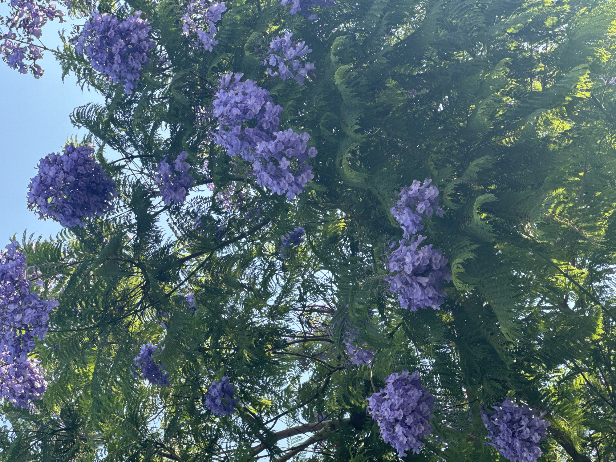 A jacaranda tree is in full bloom, its branches laden with clusters of vibrant purple flowers. The feathery green leaves create a lush canopy, interspersed with patches of bright blue sky. The sunlight filters through the foliage, casting dappled shadows and highlighting the delicate petals of the flowers. The image captures the tree from a low angle, looking upwards towards the sky. The scene appears to be a peaceful, natural setting, likely in a park or residential area within Mesa Geitonia, Cyprus.