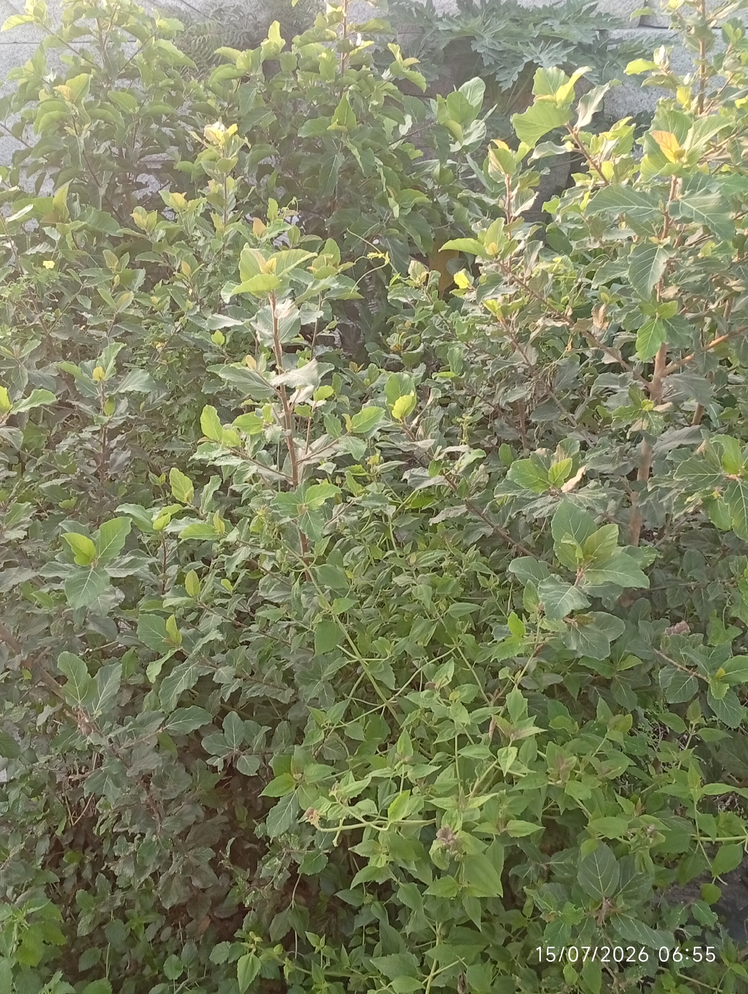 A vertical, slightly elevated medium shot captures an outdoor scene in Bana Stream, Nigeria, filled with lush, dense green foliage. The plants are a mix of bushes and smaller plants, creating a thick, overgrown appearance. The leaves are varied in size and shape, with some having distinct veining and a lighter green hue, particularly towards the top of the frame where sunlight illuminates them. The branches are thin and brown, with some appearing woody. The background consists of a textured gray wall. The lower right corner of the image displays a timestamp: "15/07/2026 06:55". There are no people or animals visible in the frame. The overall impression is one of a wild or uncultivated green space.