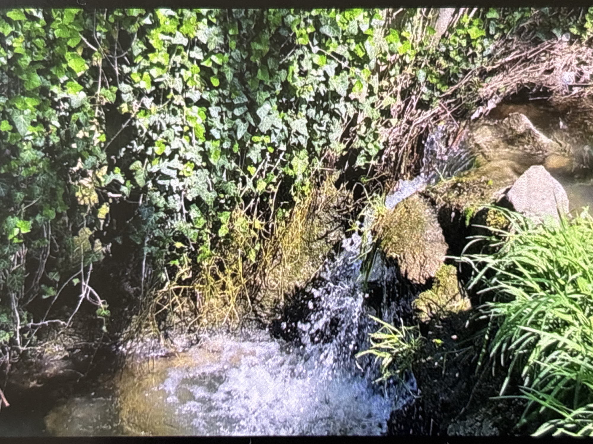 The image displays a vibrant natural outdoor scene, centered around a small stream or brook with a cascade. Lush green vegetation dominates the landscape. On the left side, a dense wall of bright green ivy covers the bank, its leaves illuminated by sunlight. The upper right bank features a mix of dry, light-brown, straw-like vegetation and intertwining branches, contrasting with the vibrant greens.
In the mid-ground, water actively flows and splashes over several moss-covered rocks, creating a small, foamy waterfall or rapids. The water appears clear, with noticeable ripples and white froth from its movement. Another patch of bright green grass is visible in the foreground on the right, growing near the water's edge.
The scene is brightly lit, indicating a sunny daytime. Distinct shadows are cast among the foliage and behind the rocks, suggesting direct sunlight. No people or animals are visible in the frame, lending a sense of untouched nature. There is no visible text. The overall impression is one of a peaceful and dynamic natural environment, consistent with a stream or river setting in an area like Wolverhampton, United Kingdom.