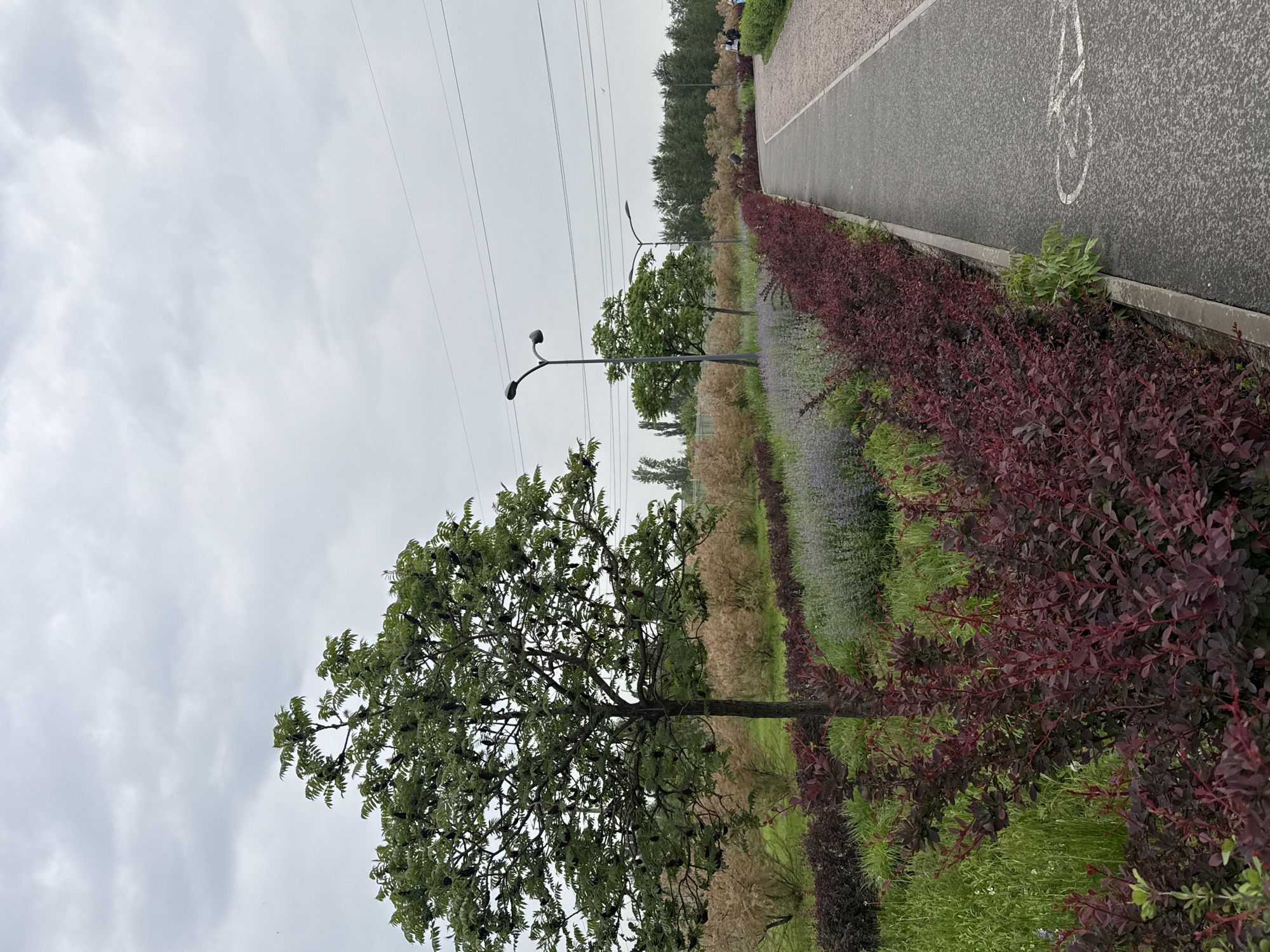 The image shows a landscape view in what appears to be a park or recreational area. A paved pathway with a bicycle symbol painted on it runs along the right side of the frame, suggesting it is a bike path. The pathway is bordered by a strip of vegetation consisting of a variety of plants, including red-leaved shrubs, grasses, and what appear to be lavender bushes. Several trees are visible, with one large, leafy tree prominently displayed on the left side of the frame. Streetlights are spaced along the path. Powerlines are strung across the sky. The sky is overcast with grey clouds. There are no people visible in the image. Without further context, the specific location in Rostov-on-Don, Russia, cannot be confirmed forensically.