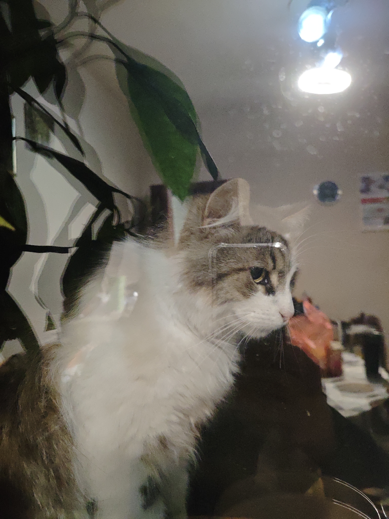 A medium shot depicts a cat with white and brown fur, appearing to be looking out of a window or a glass enclosure. A plant with dark green leaves is visible on the left side of the frame, partially obscuring the cat. The background, visible through the glass, shows indistinct objects and surfaces, suggesting an indoor environment. The scene is lit by a bright light source, reflected in the glass.