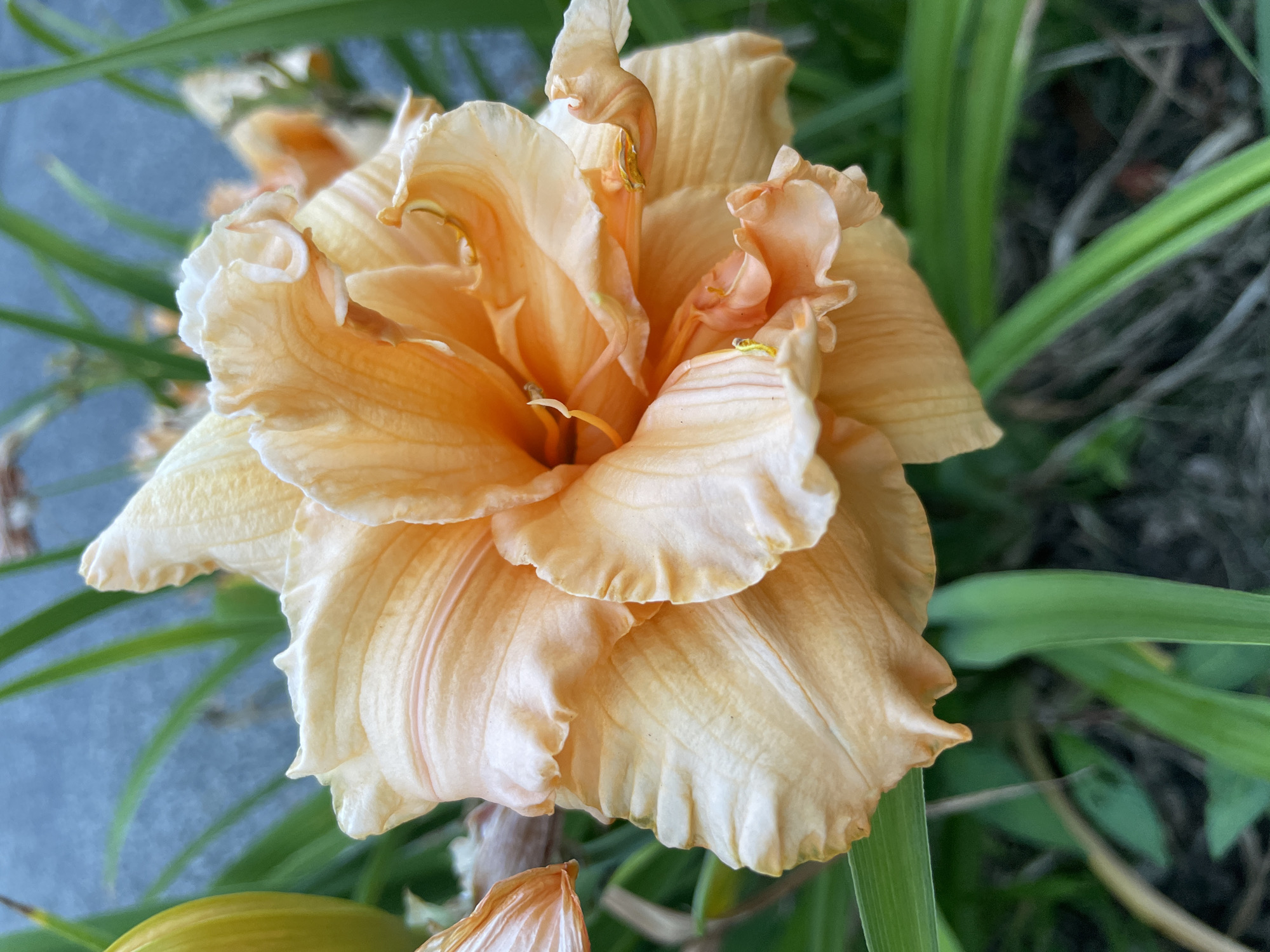 A close-up, eye-level, vertical shot focuses on a pale orange, double-petaled daylily bloom. The flower is heavily ruffled, with numerous layers of petals. Its center is a deeper orange, and its stamens are visible and tipped with yellow anthers. To the left of the main bloom is a closed, yellow bud, partially obscured by the flower. Green foliage and blades of grass surround the flower, with some dry, brown material visible in the background. The overall lighting suggests it is daytime, likely morning or late afternoon, with soft light casting subtle shadows. The background shows a blurred blue-grey surface, possibly a wall or pavement, and further out-of-focus green vegetation. The image does not contain any people or specific landmarks to indicate its exact location in Arlington, United States of America, beyond it being an outdoor, garden setting.