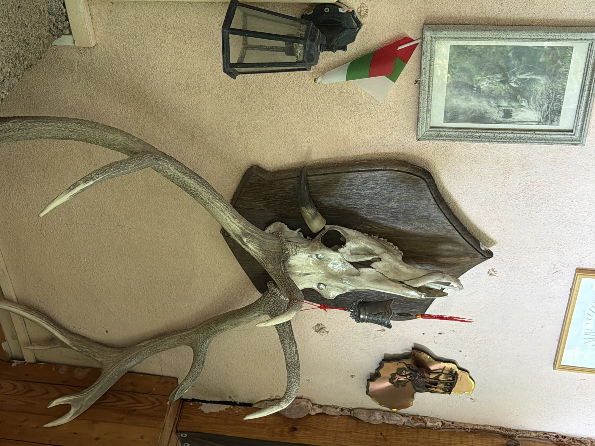 The image shows a close-up, upward-facing view of a wall decorated with various mounted items, likely in a rustic or cabin-like setting. Dominating the foreground are a large pair of deer antlers, which curve upwards and outwards, appearing weathered and substantial. Mounted on a dark wooden plaque behind the antlers is a skull, presumably from the same animal, with visible horns and eye sockets. A small, dark bell with intricate carvings hangs from a red string attached to the skull.
To the upper right of the skull, a framed picture hangs on the wall, depicting a scene that appears to be a black and white drawing or etching of animals in a natural environment. A small, triangular flag with red, green, and white sections is attached to the wall to the left of this frame, and a vintage-style black lantern is mounted above it.
Further to the right, a portion of another framed item is visible, with a gold frame and a light-colored mat. Below the skull and to the right, a decorative metal piece shaped like the continent of Africa, with a scene etched onto it, is mounted on the wall. The wall itself has a textured, beige surface, and wooden planks are visible at the bottom of the frame, suggesting a wooden structure or furniture. The lighting suggests it is daytime, with the light source likely coming from above or to the side, casting subtle shadows. No people are visible in the image.
