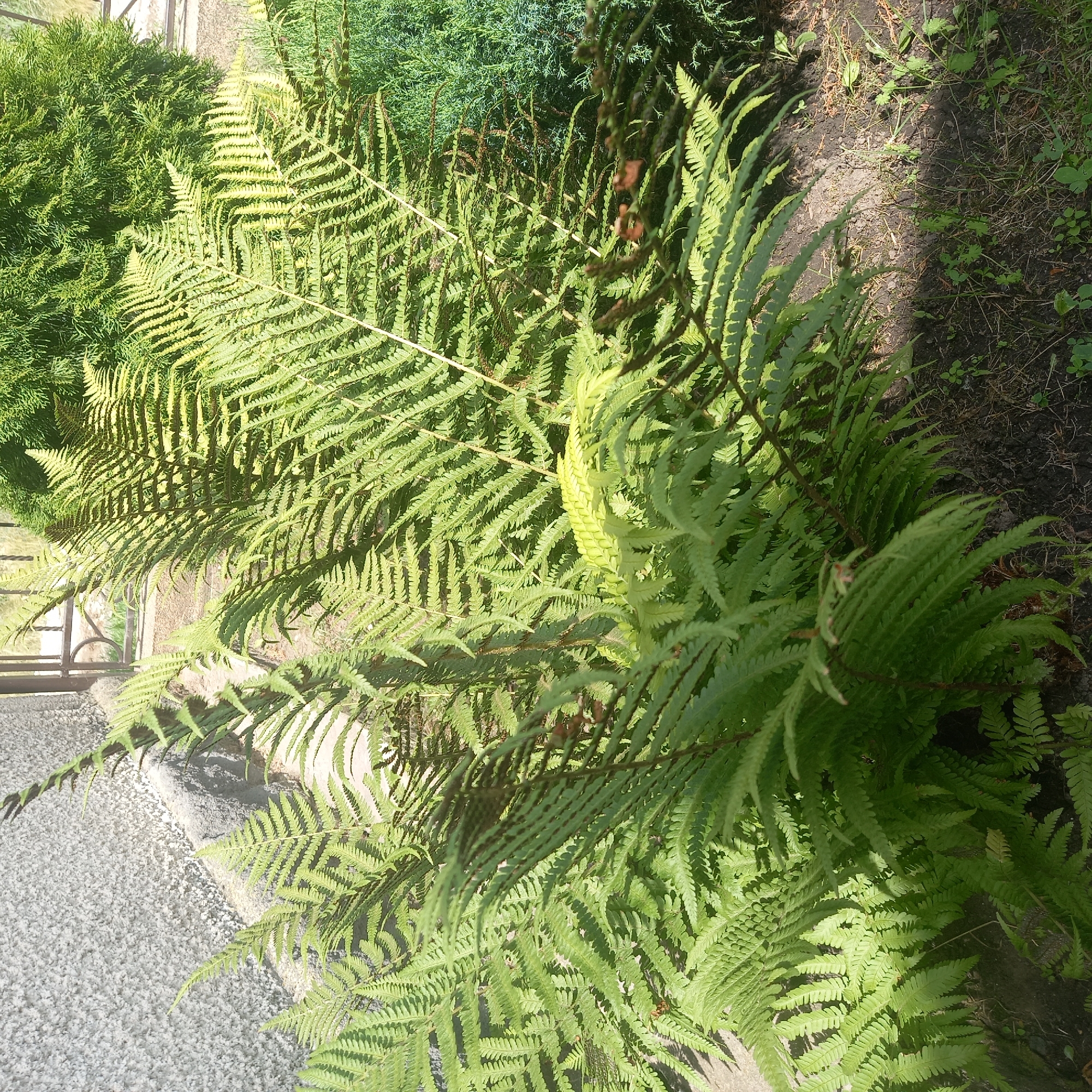 In Cepeleuți, Moldova, a close-up, high-angle shot captures a lush cluster of ferns growing in front of a textured, gray concrete wall and a wrought-iron fence. The ferns, with their vibrant green fronds, are the dominant subject, some catching the sunlight and appearing lighter green or even yellowish. In the background, a dark green, coniferous shrub is visible. The ground beneath the ferns is a mixture of dark soil, scattered dried pine needles, and small green weeds. The scene appears to be an outdoor garden or yard setting, bathed in natural daylight.