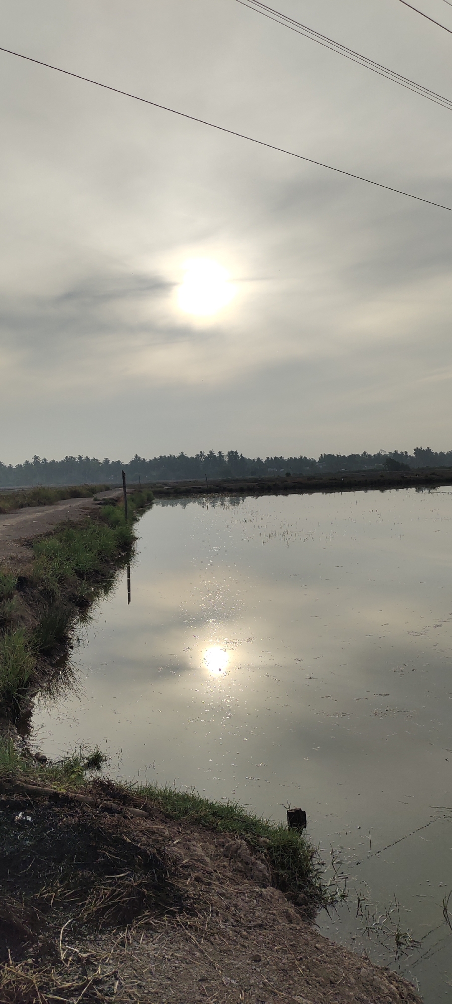 This vertical-format image captures a serene, early morning scene at a flooded paddy field, likely on the outskirts of Lhokseumawe, Indonesia. The sun, partially obscured by hazy clouds, casts a bright, diffused glow in the upper left quadrant, its reflection shimmering intensely on the water's surface. A dirt path runs along the left edge of the frame, bordered by sparse green grass and dry, brown earth. The paddy field itself is a large, shallow body of water, reflecting the sky and the distant treeline. The treeline, composed of numerous palm trees, stretches across the horizon, creating a dark, silhouetted barrier against the pale sky. A single wooden post stands in the water near the edge, a solitary marker in the tranquil landscape. Electrical wires are visible crisscrossing the upper portion of the sky, indicating human presence and infrastructure nearby, but no people are present in the frame. The overall atmosphere is one of quietude and natural beauty, typical of rural Indonesian landscapes during sunrise.