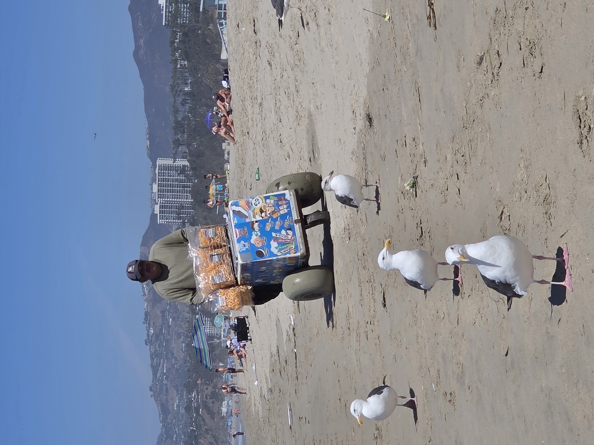 A man wearing a dark baseball cap and a long-sleeved olive green shirt pushes a cart on a sandy beach under a clear blue sky. The cart, decorated with colorful images of ice cream and other treats, is laden with bags of snacks. Several seagulls are gathered on the sand near the cart, looking towards the man. In the background, people are sunbathing, relaxing under umbrellas, and walking along the shore. Further in the distance, buildings and hills are visible, suggesting an urban coastal setting. The scene appears to be Santa Monica, California, a popular beach city in the United States.
