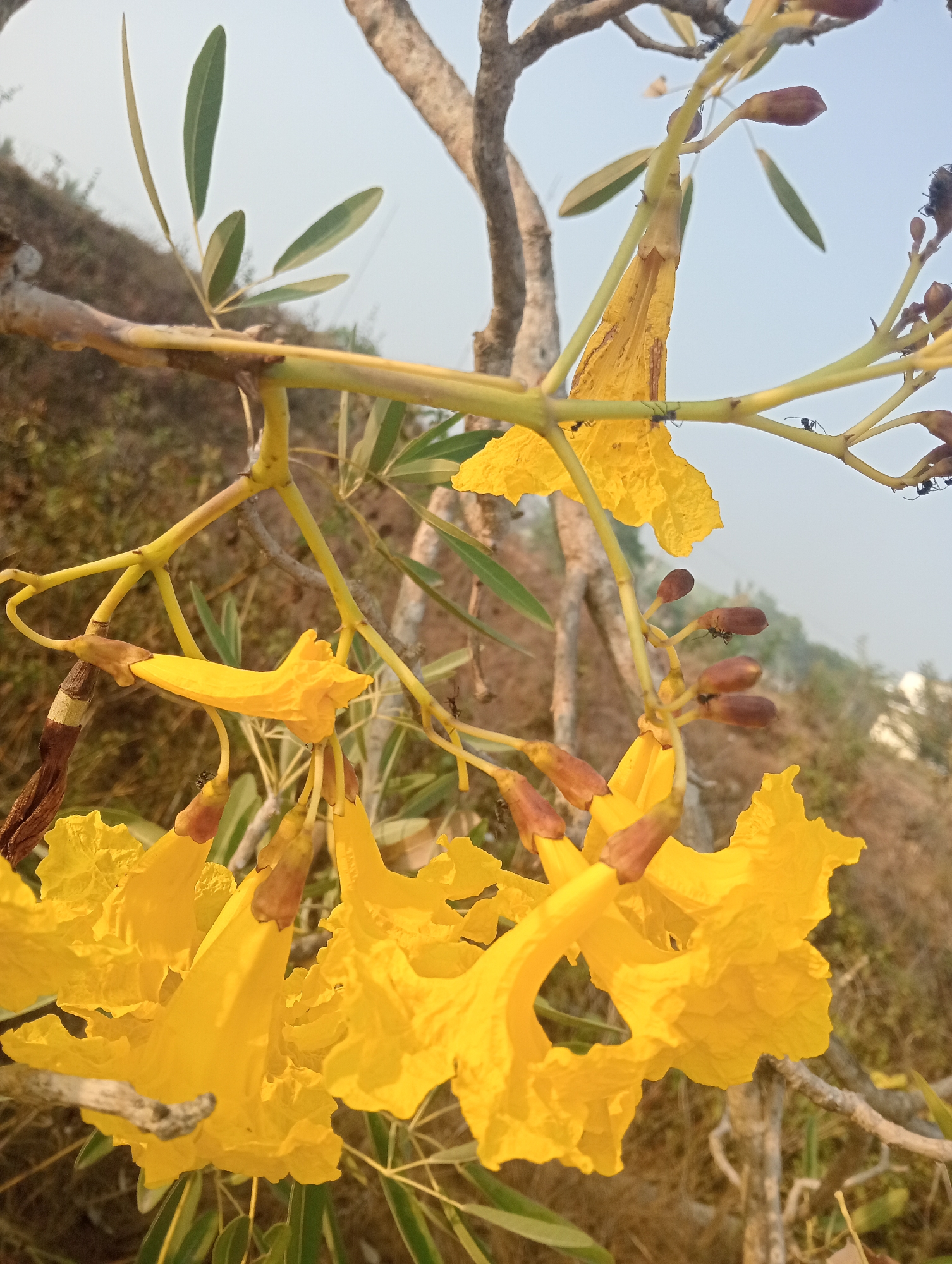 In the city of Sidoharjo, Indonesia, a close-up photograph captures a branch of yellow flowers, possibly from a Tabebuia tree, against a backdrop of dry foliage and a pale sky. The flowers are bright yellow with ruffled petals and are clustered together, some in full bloom and others as unopened buds. Several small, dark ants are visible on the stems and buds, some appearing to be crawling or feeding. The branch is slender and appears to be a part of a larger tree. The environment suggests an outdoor setting, likely during the day, with the sunlight illuminating the vibrant yellow of the flowers. The overall scene is one of natural beauty, with a touch of subtle insect activity.
