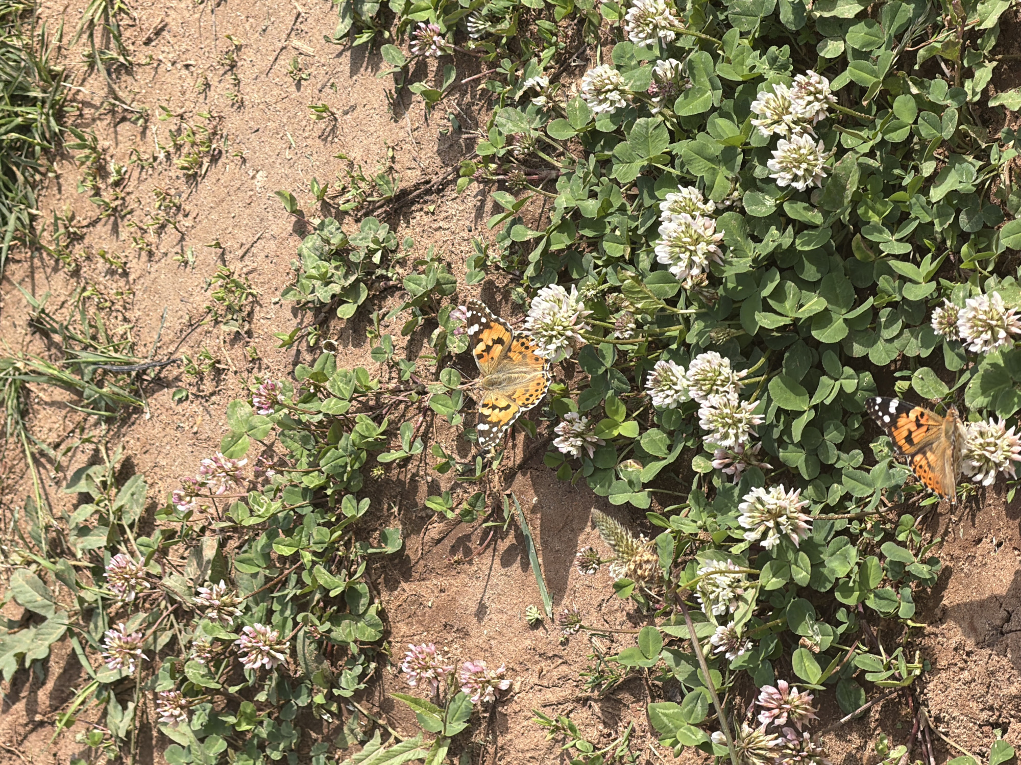 This close-up, high-angle outdoor shot captures a vibrant natural scene dominated by two butterflies amidst clover plants and bare soil. The ground is a mix of light brown earth, possibly sandy or dry, and lush patches of green vegetation.
The primary subjects are two Painted Lady butterflies (*Vanessa cardui*), easily identifiable by their orange, black, and white wing patterns. One butterfly is centrally located, its wings slightly open, resting on a cluster of white clover flowers. The other butterfly is visible in the lower right portion of the frame, also on white clover flowers, with its wings folded, partially obscured by the foliage.
The vegetation consists mainly of clover, with numerous dense clusters of white, spherical flowers. Some smaller patches of clover with pinkish-purple flowers are also present, particularly towards the bottom and left of the image. Thin blades of green grass are scattered, especially along the left edge and sparsely across the soil.
The activity appears to be the butterflies resting or feeding on the nectar of the clover flowers. There is no human activity or presence visible.
Notable details include the bright, natural lighting, suggesting a clear, sunny day, likely morning or afternoon given the distinct but not excessively long shadows cast by the vegetation and butterflies. The overall impression is one of a peaceful, natural environment, possibly a field, meadow, or roadside. No discernible text is present in the image. The location is contextualized as Chaikovsky, Russia, implying a temperate climate environment.