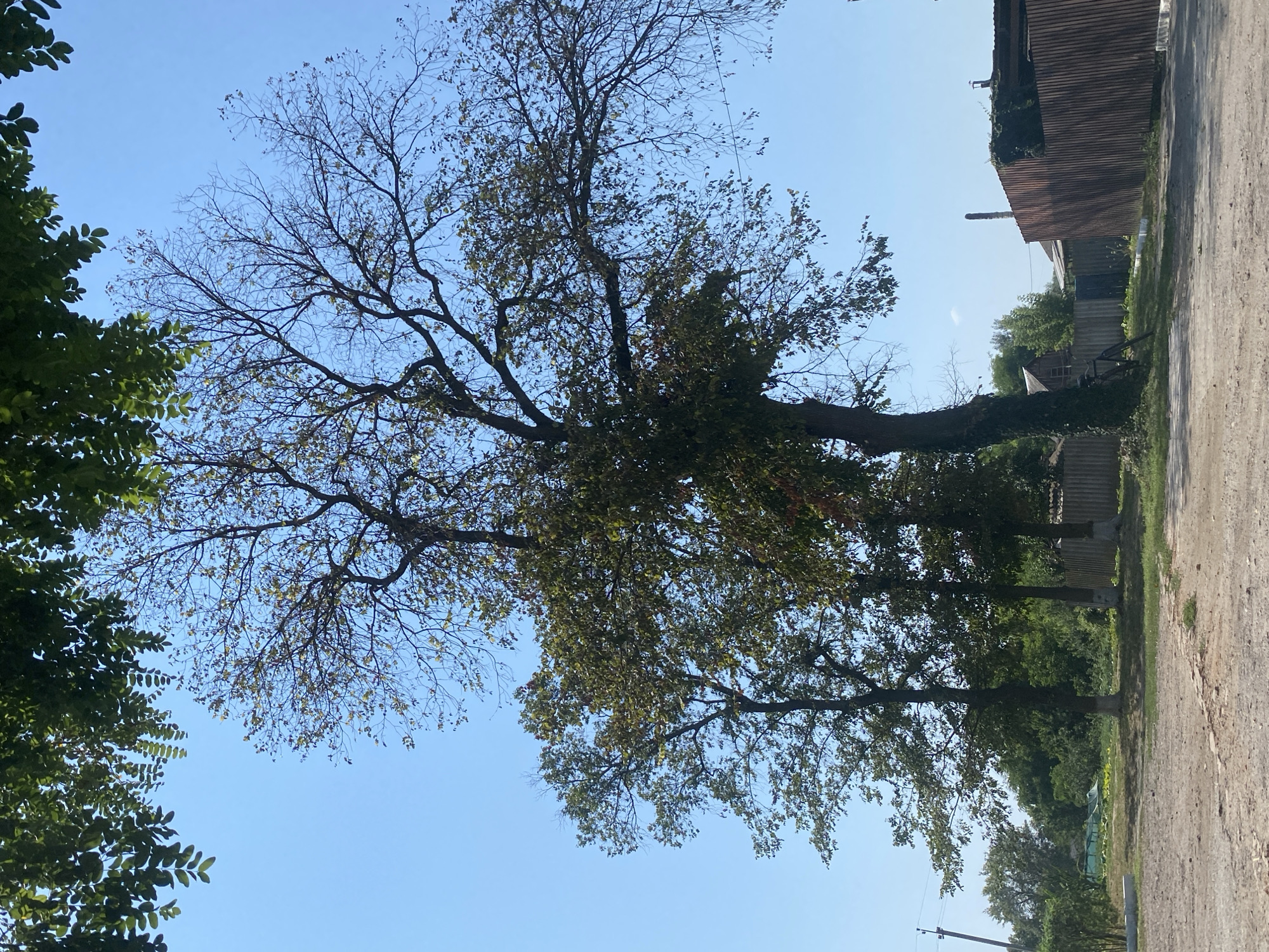 The image depicts an outdoor scene under a clear blue sky, featuring several trees. In the foreground, a dusty, unpaved area with patches of grass and some scattered debris is visible. Dominating the central and right portions of the frame are three large trees with thick trunks and branching canopies. The tree on the far right is largely bare of leaves, while the two to its left are more densely foliated with green leaves, although some appear to be transitioning to fall colors. The trunks of the two left trees are whitewashed for about a third of their height. In the background, a wooden fence with vertical planks runs along the right side of the image, partially covered in ivy. Beyond the fence, structures including a small wooden building with a dark roof and what appears to be another building with a darker roof are visible. A power line pole can be seen to the far left. The overall environment suggests a rural or semi-rural setting.