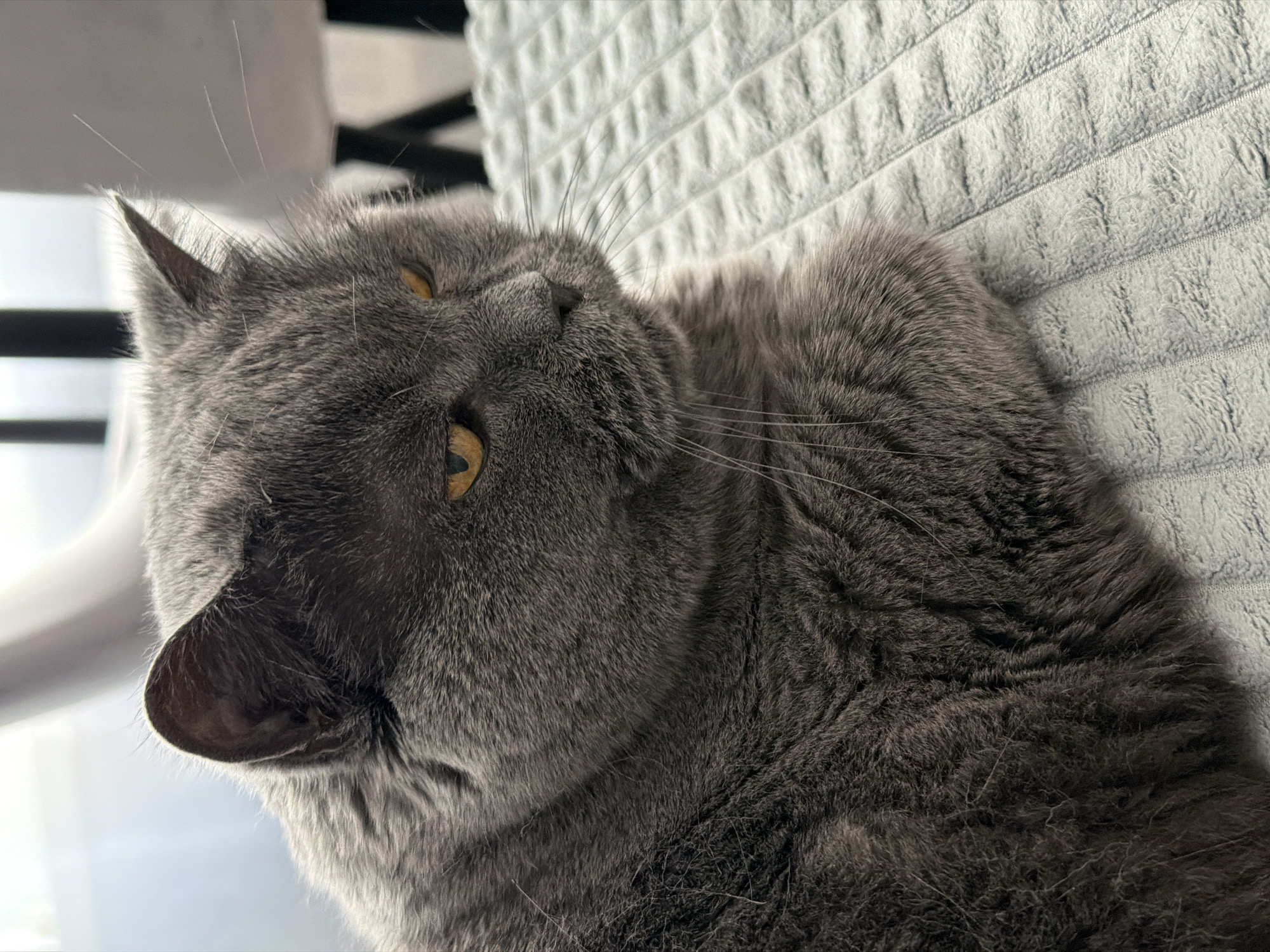 A close-up, eye-level shot shows a fluffy, gray British Shorthair cat lying on a textured, light gray blanket. The cat is facing to the right, with its head turned slightly away from the camera. Its eyes are a striking amber color, and its gaze is directed downwards and to the right, conveying a contemplative or perhaps slightly grumpy expression. The cat's ears are visible, one pointing upwards and the other slightly tilted. Long, white whiskers extend from its muzzle. The background is softly blurred, showing hints of light filtering through blinds or a window, and indistinct shapes of furniture, suggesting an indoor setting. The overall lighting is soft, with a gentle illumination highlighting the cat's fur texture. There is no information in the image to determine its location in the city of Korolyov, Russia.