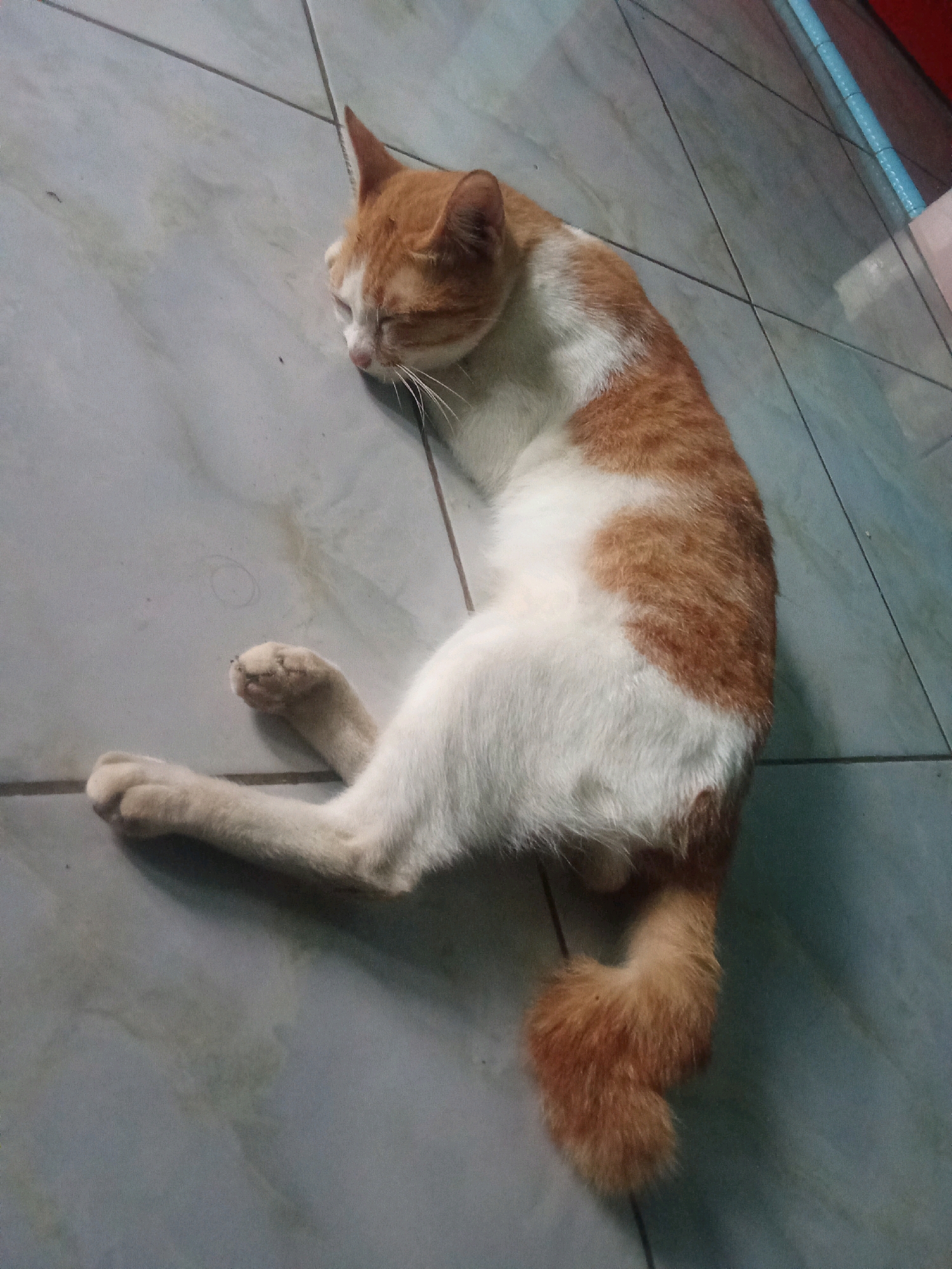 A ginger and white cat is lying on its side on a tiled floor in Cempaka, Indonesia. The cat is facing to the left with its eyes closed, appearing to be asleep. Its front paws are tucked under its chest, and its hind legs are extended. The floor is composed of light gray tiles with dark grout lines. In the background, a blue pipe and a glimpse of a red object are visible. The lighting in the scene is dim.