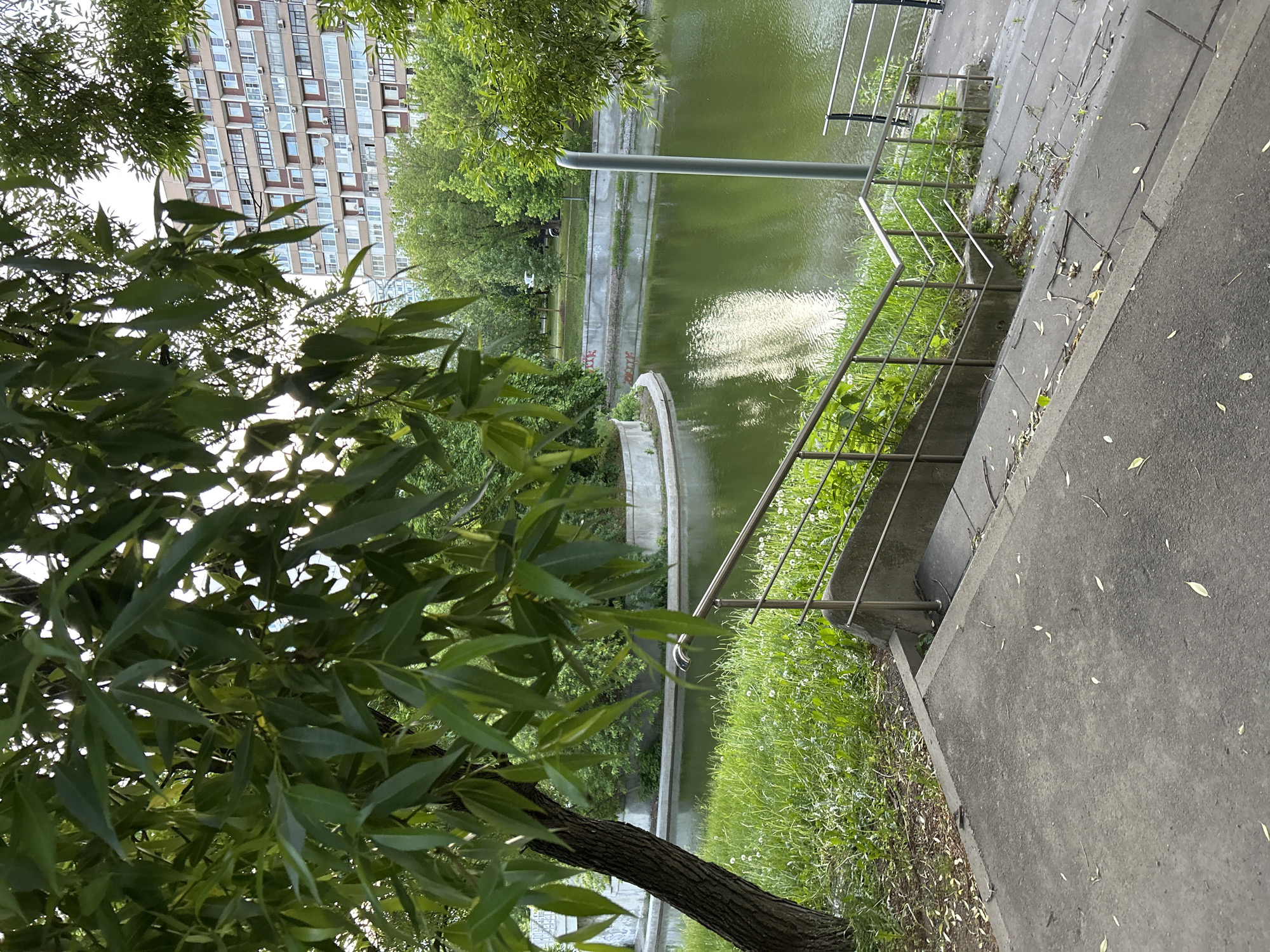 A sideways outdoor shot shows a body of water, a walkway, metal railing, greenery, and a tree in a city. The body of water is green and stagnant, with a concrete wall lining its edge. A metal railing runs along the edge of the walkway, which is paved with concrete slabs. The greenery consists of grass, bushes, and trees. A tree trunk is visible in the foreground, with green leaves. A large apartment building appears behind the greenery. The location appears to be a city park.