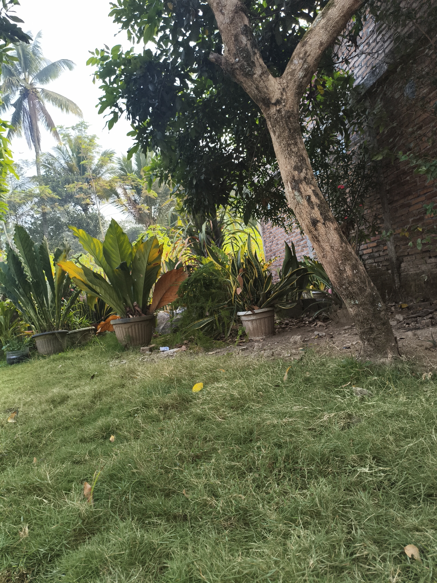 In Kembaran, Indonesia, a grassy slope leads up to a garden area in front of a brick building. Several potted plants, including large-leafed varieties and snake plants, are arranged on the slope. A large tree with a textured trunk stands prominently on the right side of the frame, its branches extending upwards. The background reveals more lush vegetation, including palm trees, and the clear sky. The scene appears to be an outdoor residential or commercial space.