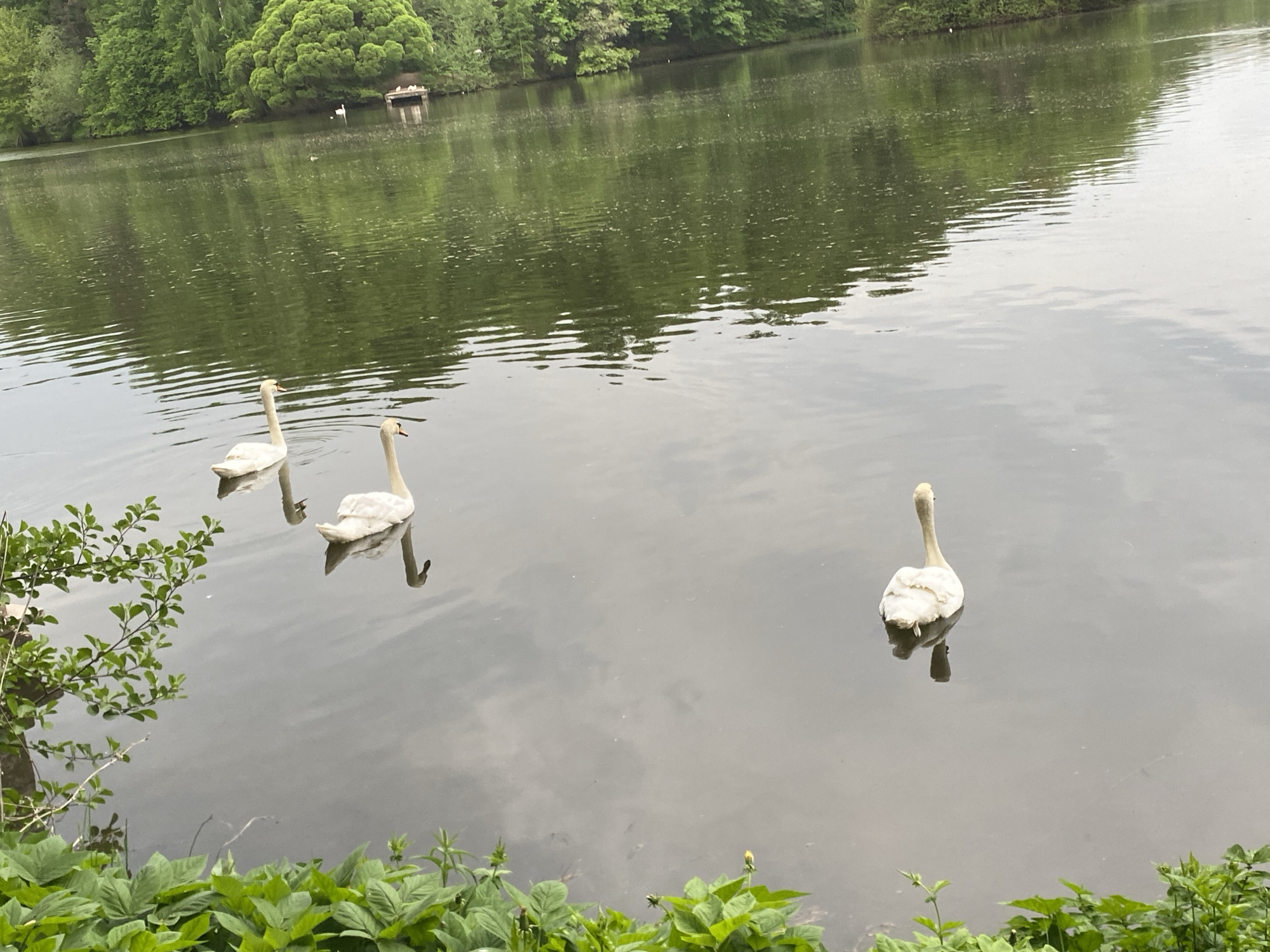 The scene is a lake in the city of Unknown, Unknown. Three white swans are swimming in the water. The water reflects the sky and trees. In the background, there are trees and a small structure. In the foreground, there are green plants.