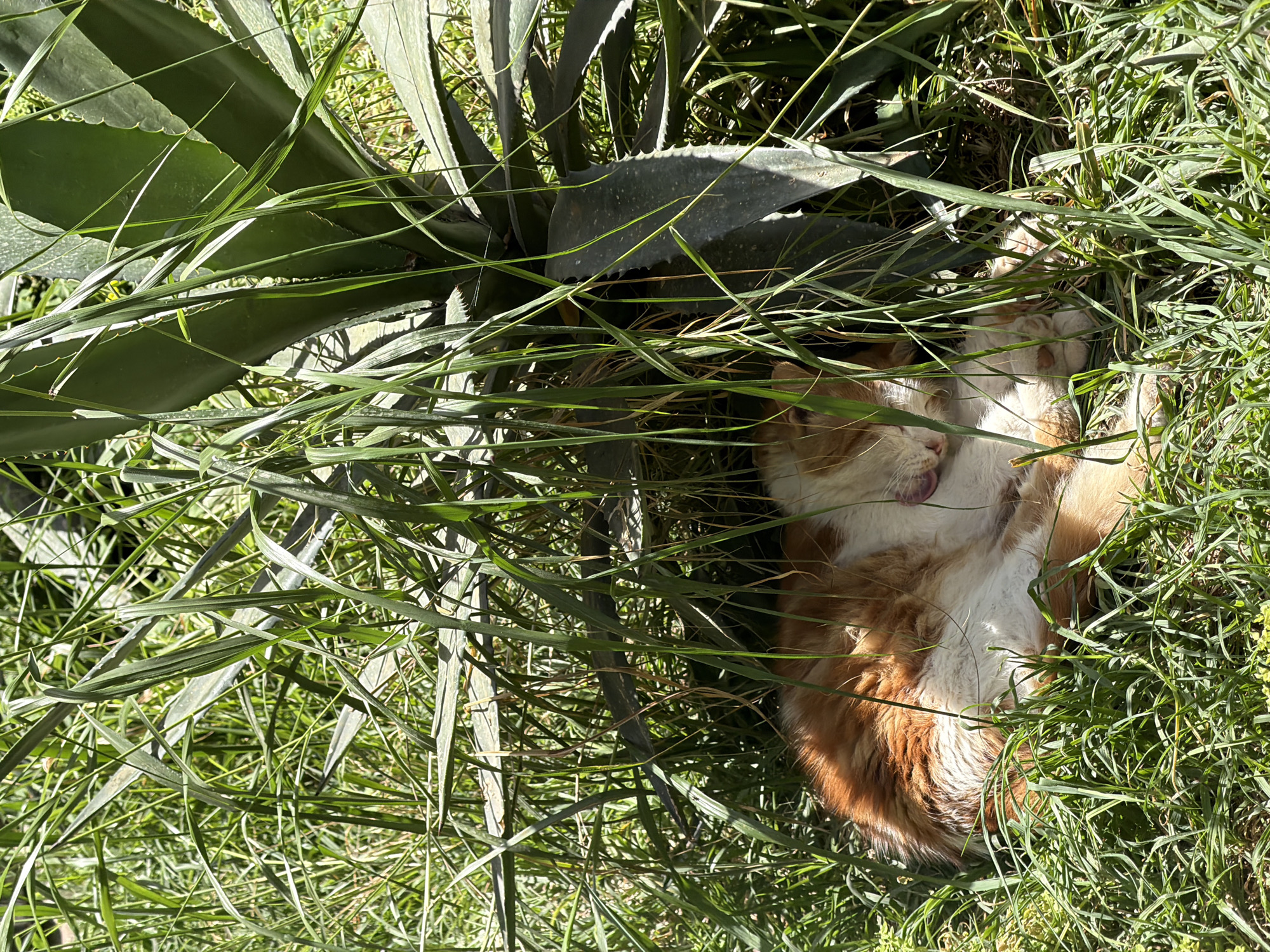 This close-up image captures a ginger and white cat resting outdoors in bright sunlight, likely in Tel-Aviv, Israel. The cat is lying on its back, partially concealed within dense, tall green grass. Its eyes appear closed, and its pink tongue is slightly extended, suggesting a state of relaxation or sleep. The cat's white belly and chest are prominent, contrasting with its ginger fur. To the left and behind the cat, large, thick, grey-green leaves of a succulent plant, possibly an agave, are visible, adding to the natural setting. Strong sunlight casts distinct shadows, indicating a clear and sunny day. The scene conveys a sense of peaceful tranquility as the cat enjoys the warmth amidst the lush vegetation. There is no visible text in the image.