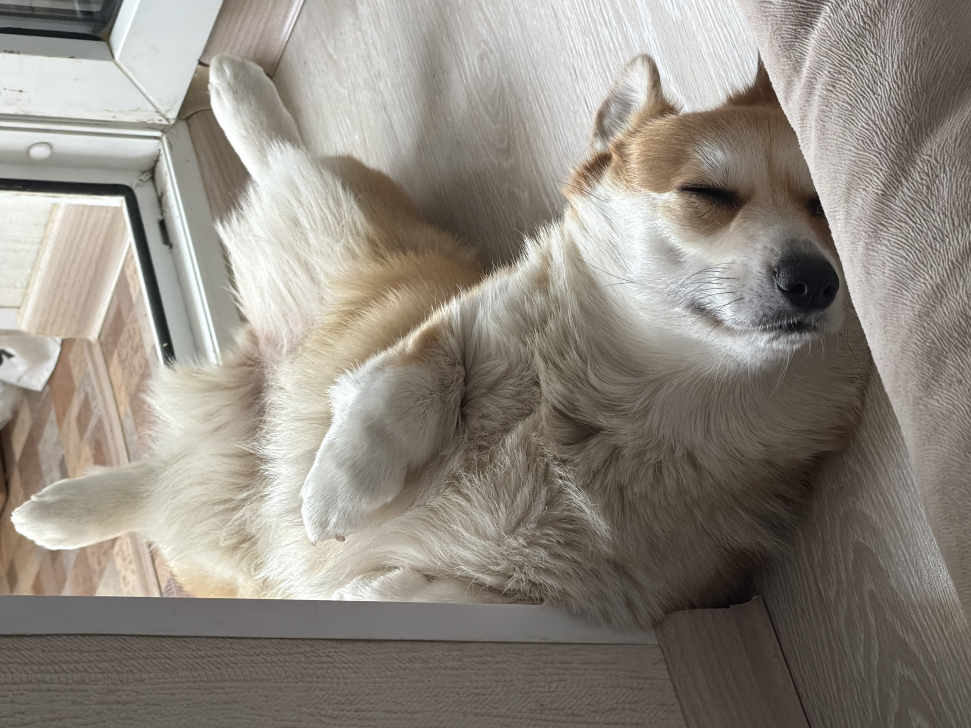 An overhead shot captures a corgi-like dog sleeping soundly indoors. The dog, with white and light brown or tan fur, lies on its back on a light-colored wooden floor, its paws curled upwards in a relaxed posture. Its eyes are gently closed, and its mouth is slightly parted, indicating deep slumber. The dog's head rests against a textured, light-beige fabric object, possibly a sofa or cushion, positioned to the right of the frame.
To the left, a white window or door frame is visible, partially open, revealing a glimpse of another tiled floor beyond. A white ledge or frame runs across the bottom of the image, below the dog. The scene is brightly illuminated by natural light, suggesting it is daytime, and casting soft shadows that enhance the texture of the dog's fur and the surrounding surfaces. The overall impression is one of peaceful relaxation and comfort. There is no visible text in the image. This scene takes place in Chaikovsky, Russia.
