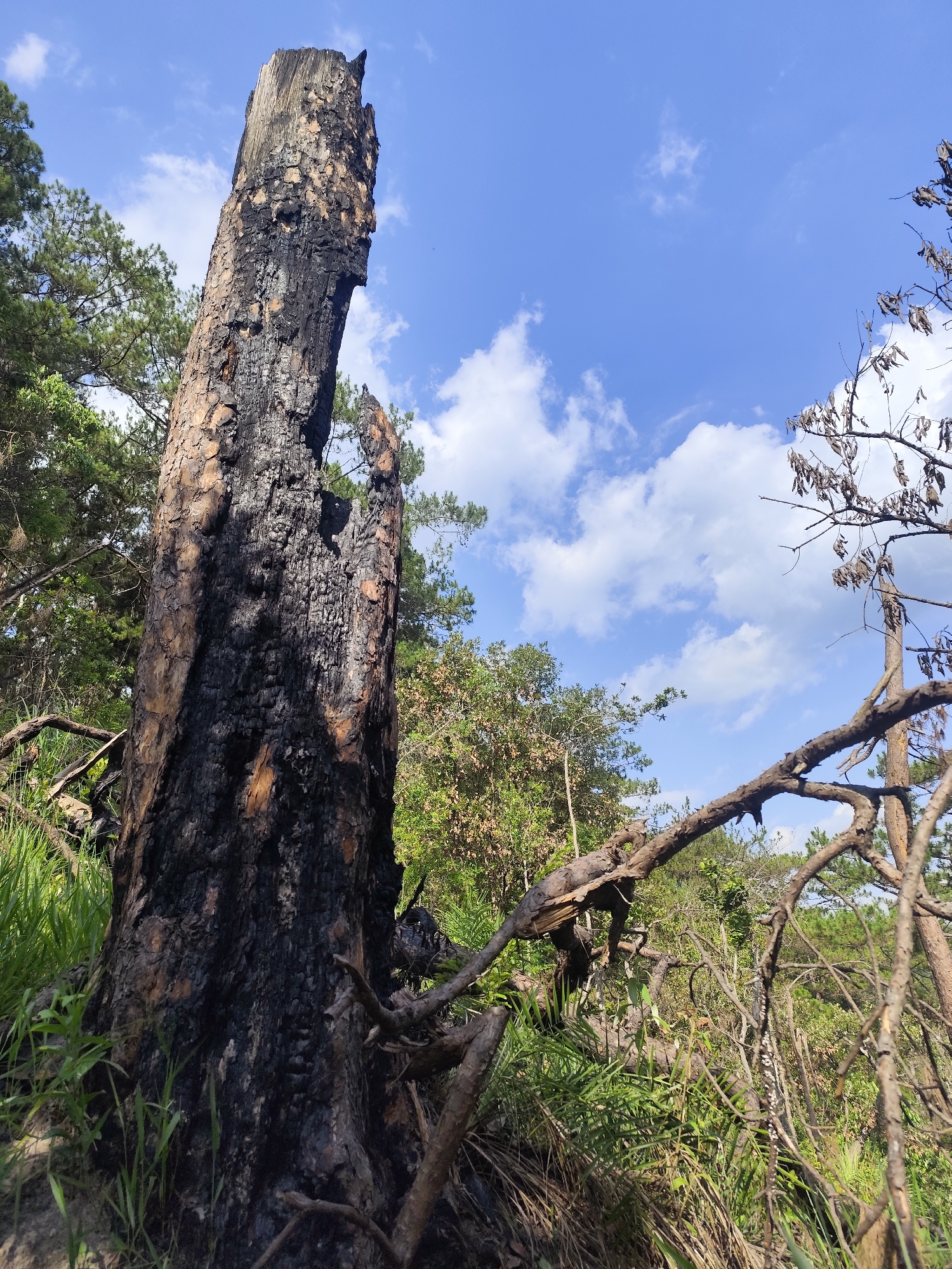 The image captures a scene in Da Lat, Vietnam. A charred tree trunk dominates the foreground, its bark blackened by fire but with some original coloring visible. Green grass surrounds the base of the trunk. Fallen tree limbs and other vegetation are scattered in the midground. The background reveals other trees and foliage. Above, a blue sky is visible with scattered white clouds.